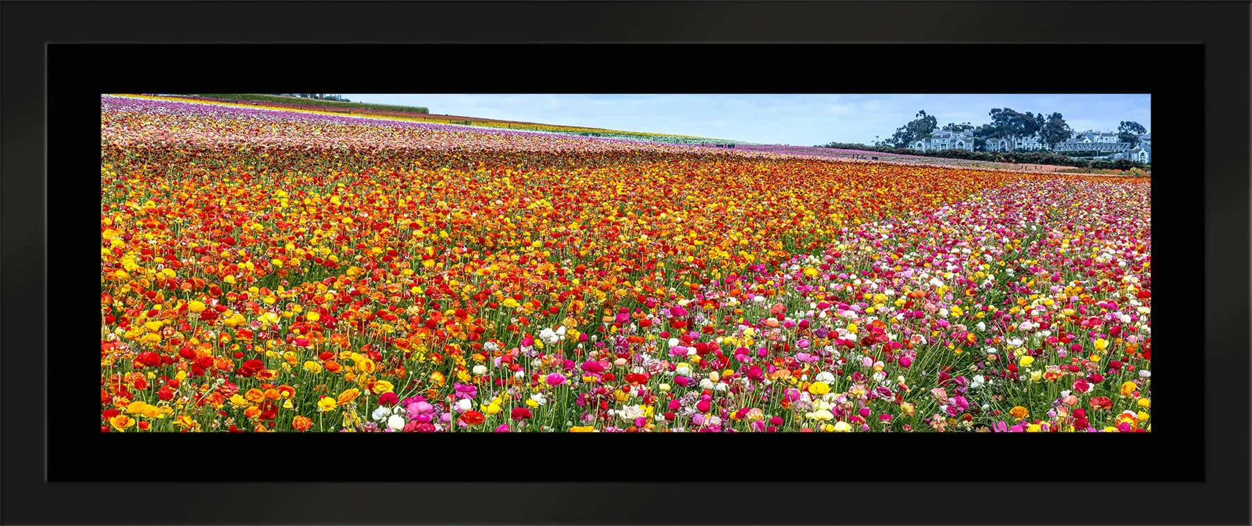 DeBock-Colorfields-Framed-Matte-Black-Blk-Liner-1800x.jpg