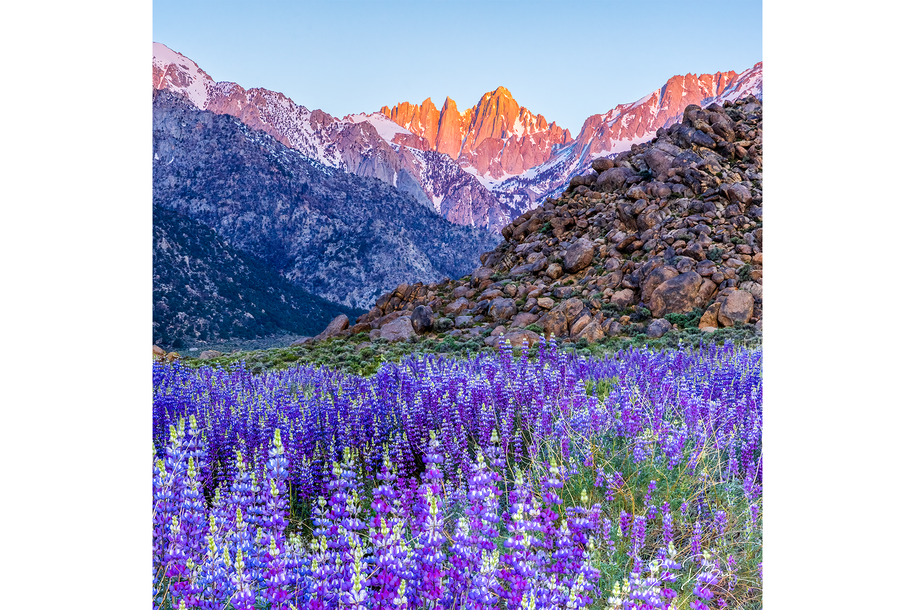 MT WHITNEY WILDFLOWERS