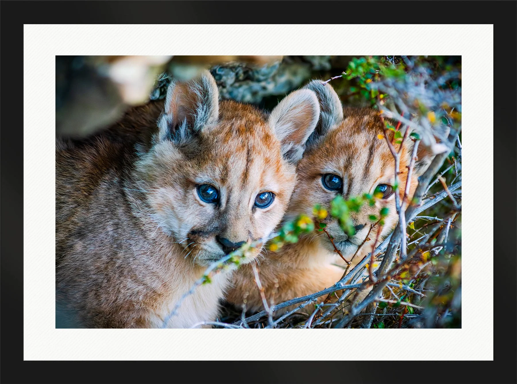 DeBock-Cubs-in-the-Cave-Framed-Matte-Black-Wht-Liner-1800x.jpg