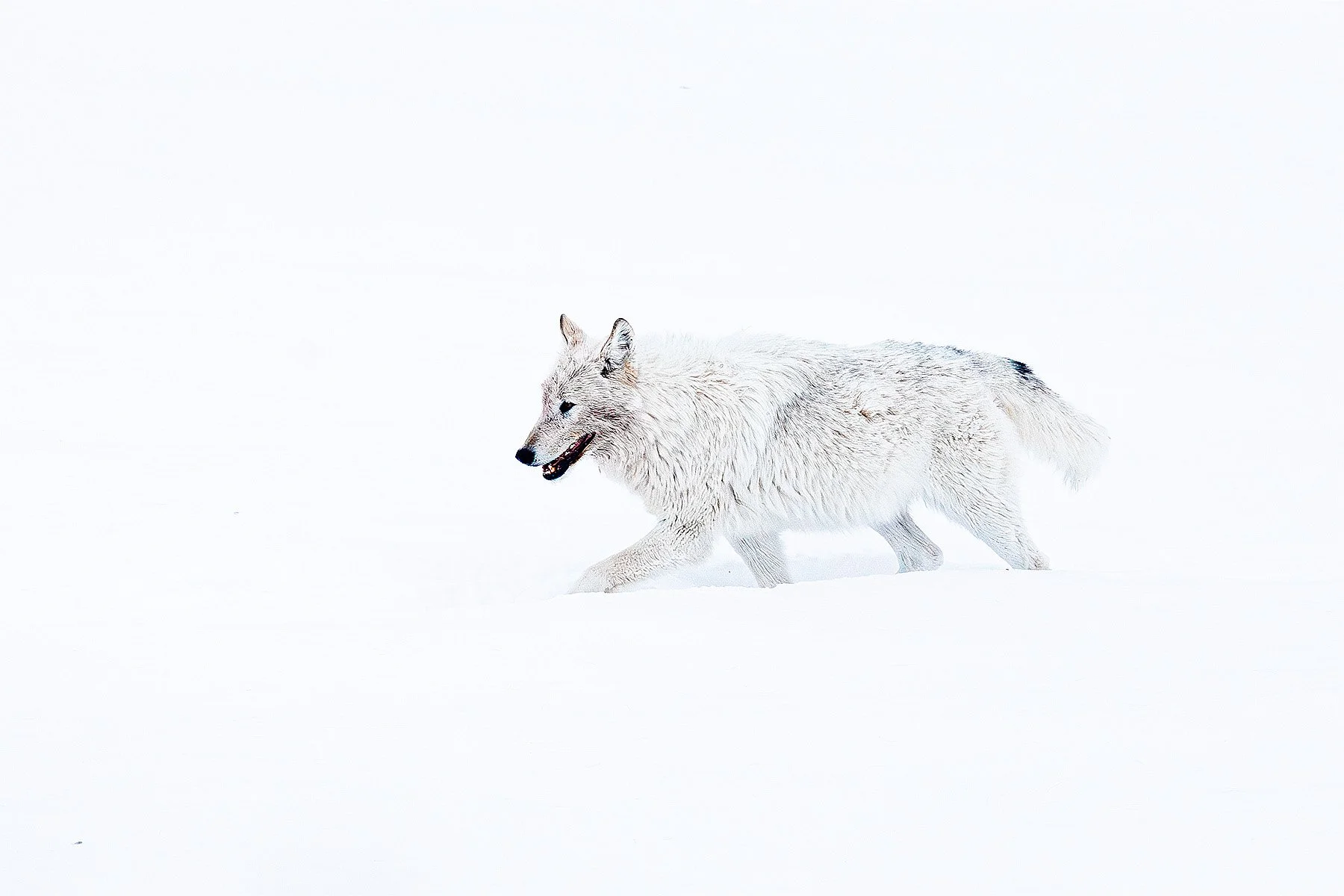 Blake-DeBock-White-Wolf_web.jpg