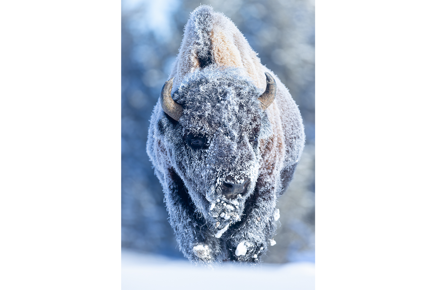 FROSTY BISON