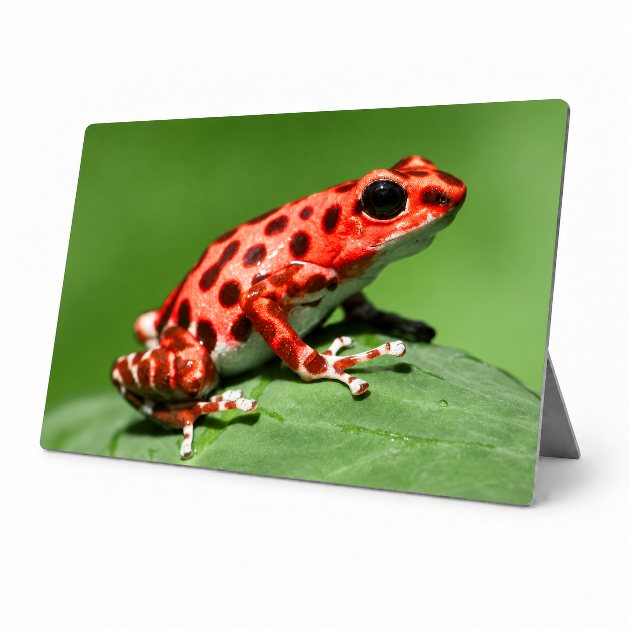 STRAWBERRY POISON DART FROG – Mini Metal