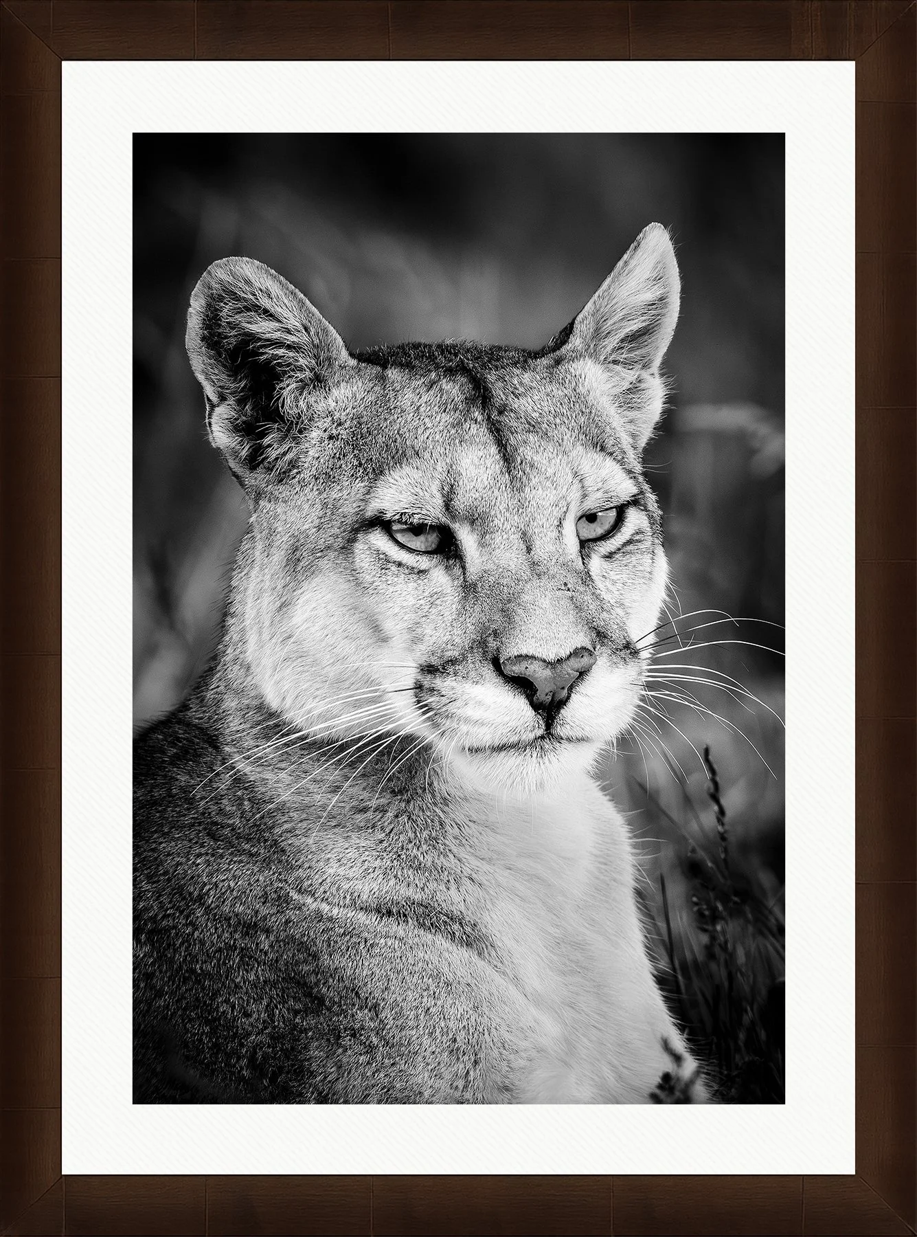 Blake-DeBock-Shadow-Framed-Sequoia-Leaf-Wht-Liner_web.jpg