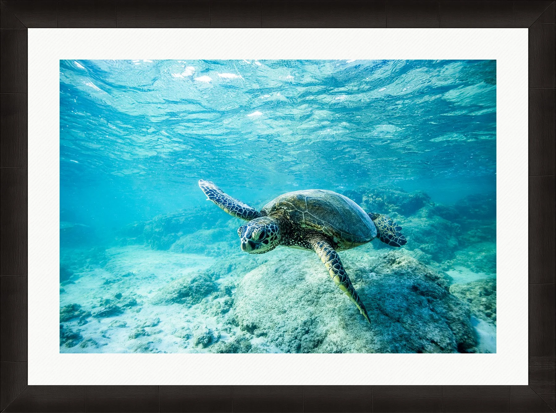 DeBock-Honu-Framed-Dark-Ash-Wht-Liner-1800x.jpg