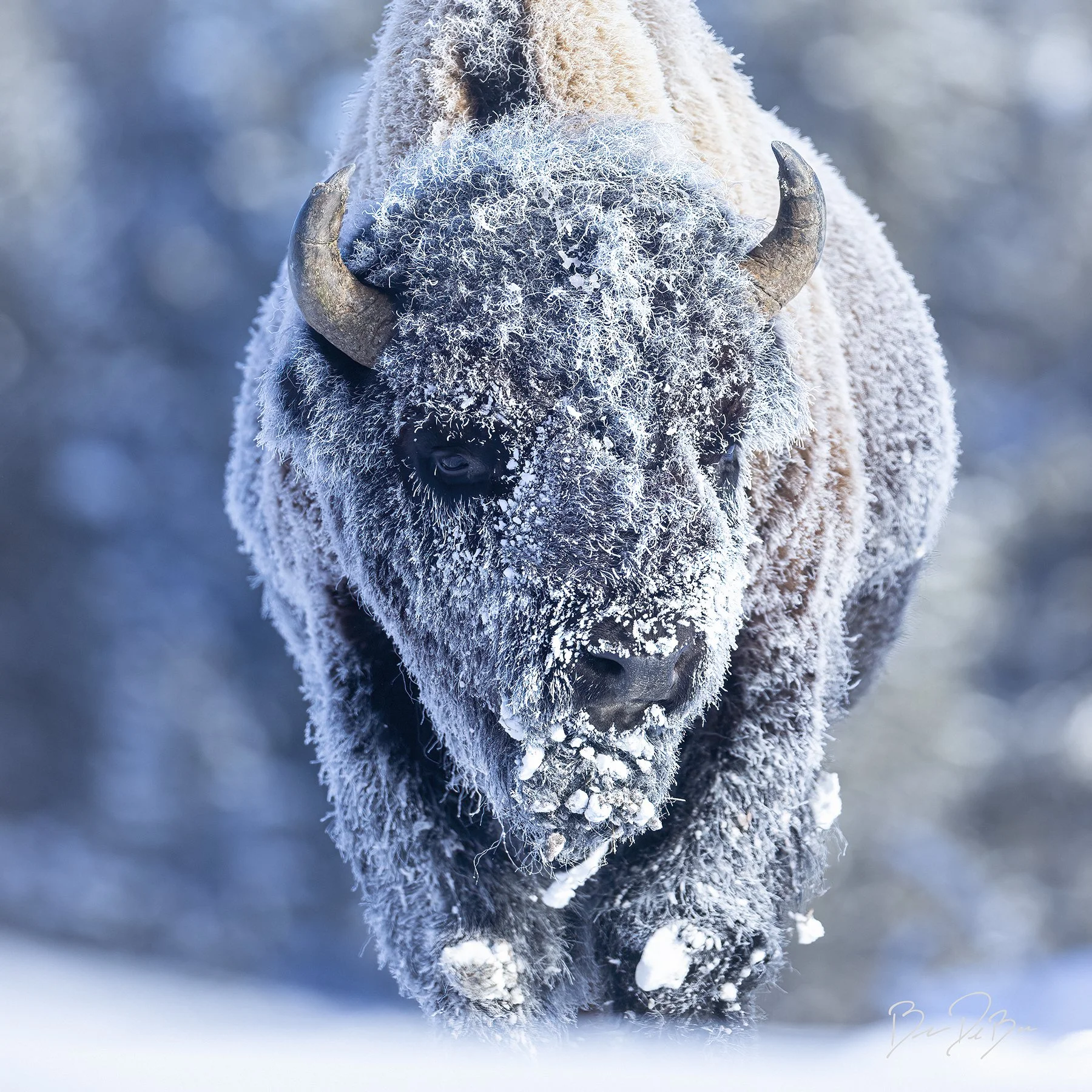 DeBock-Frosty-Bison-12x12_web.jpg
