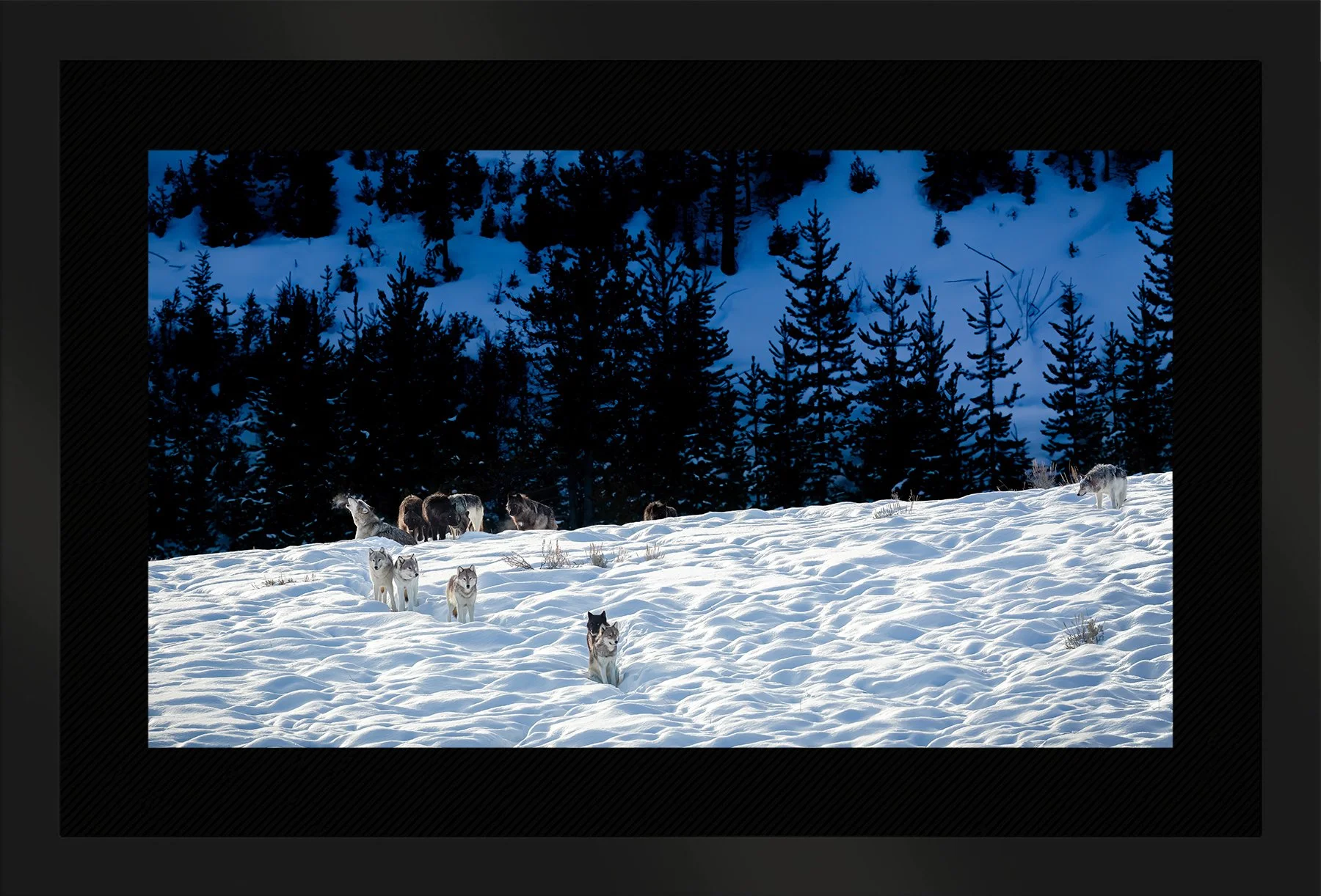 DeBock-Wapiti-Wolf-Pack-Framed-Matte-Black-Blk-Liner-1800x.jpg
