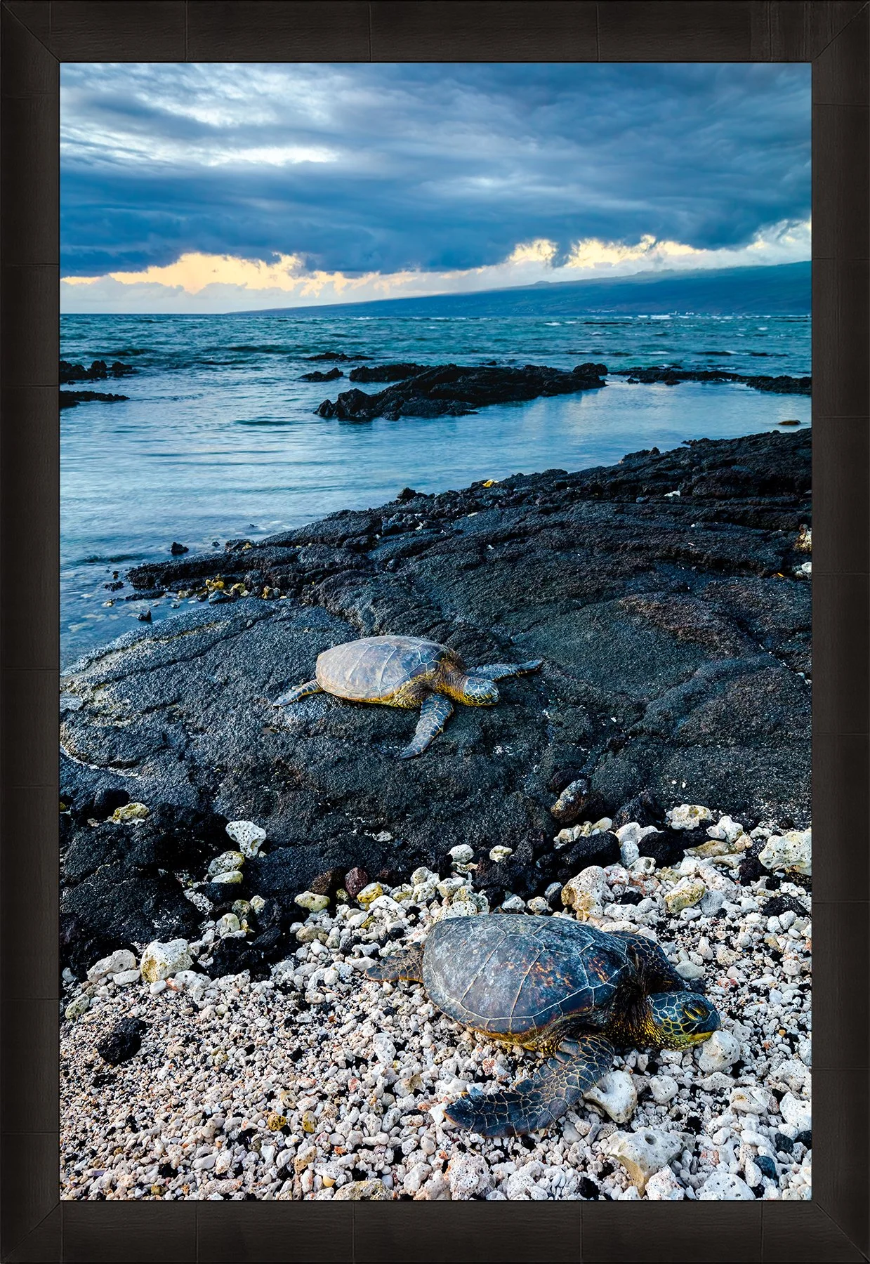 DeBock-Sea-Turtles-Framed-Dark-Ash-1800x.jpg