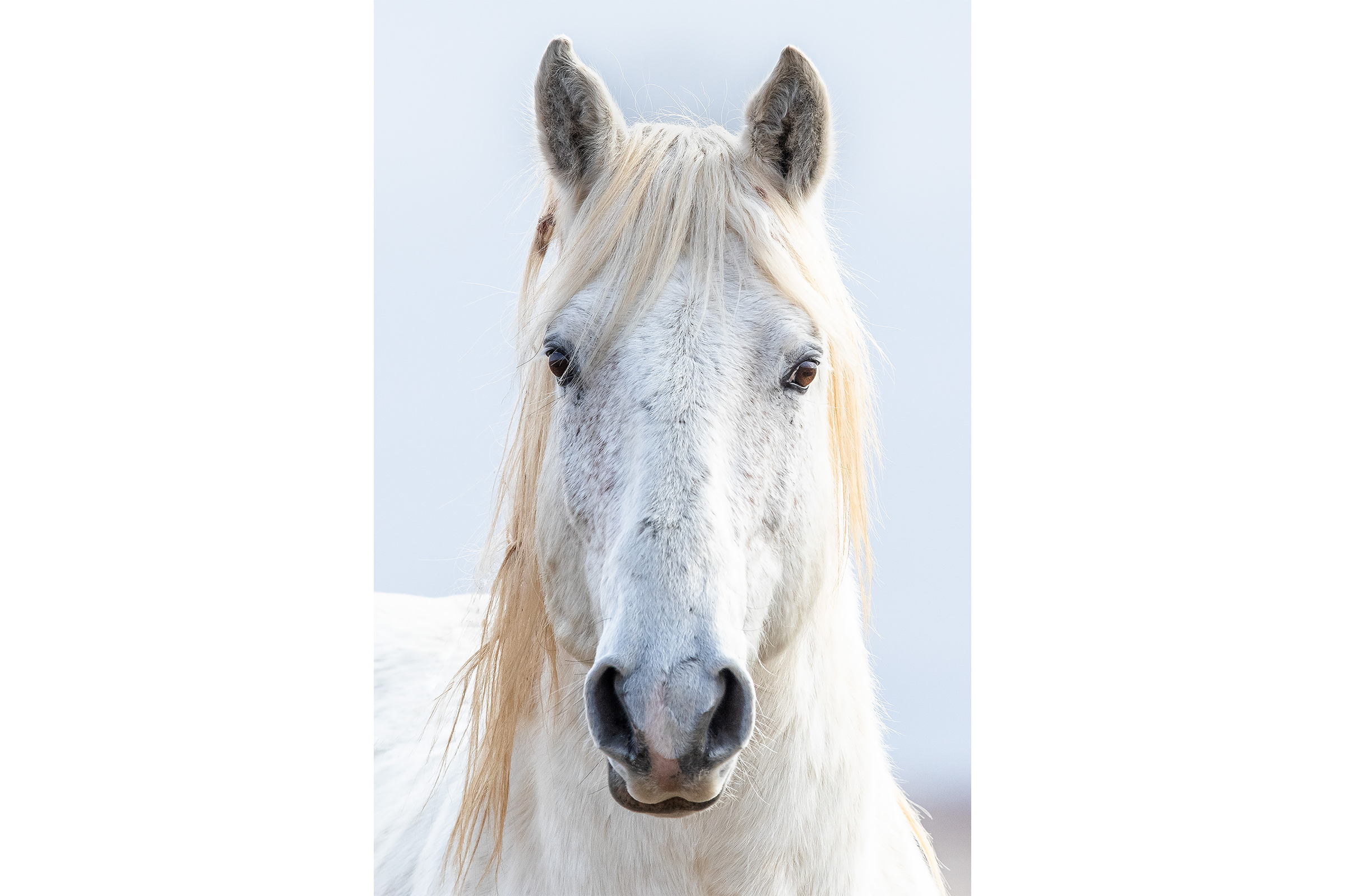 WHITE HORSE ✨