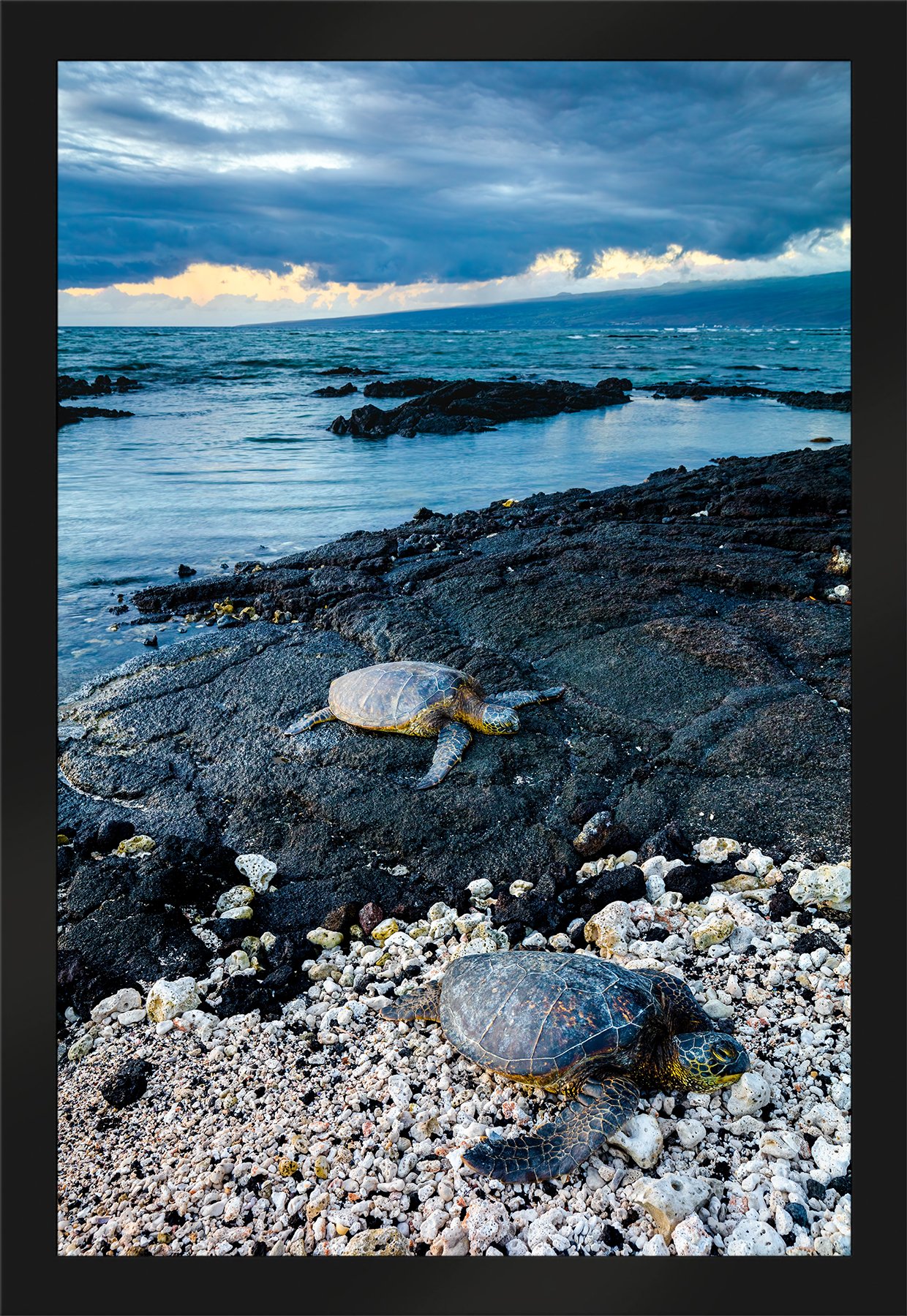 DeBock-Sea-Turtles-Framed-Matte-Black-1800x.jpg