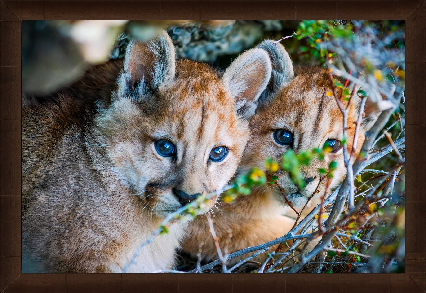DeBock-Cubs-in-the-Cave-Framed-Cigar-Leaf-1800x.jpg