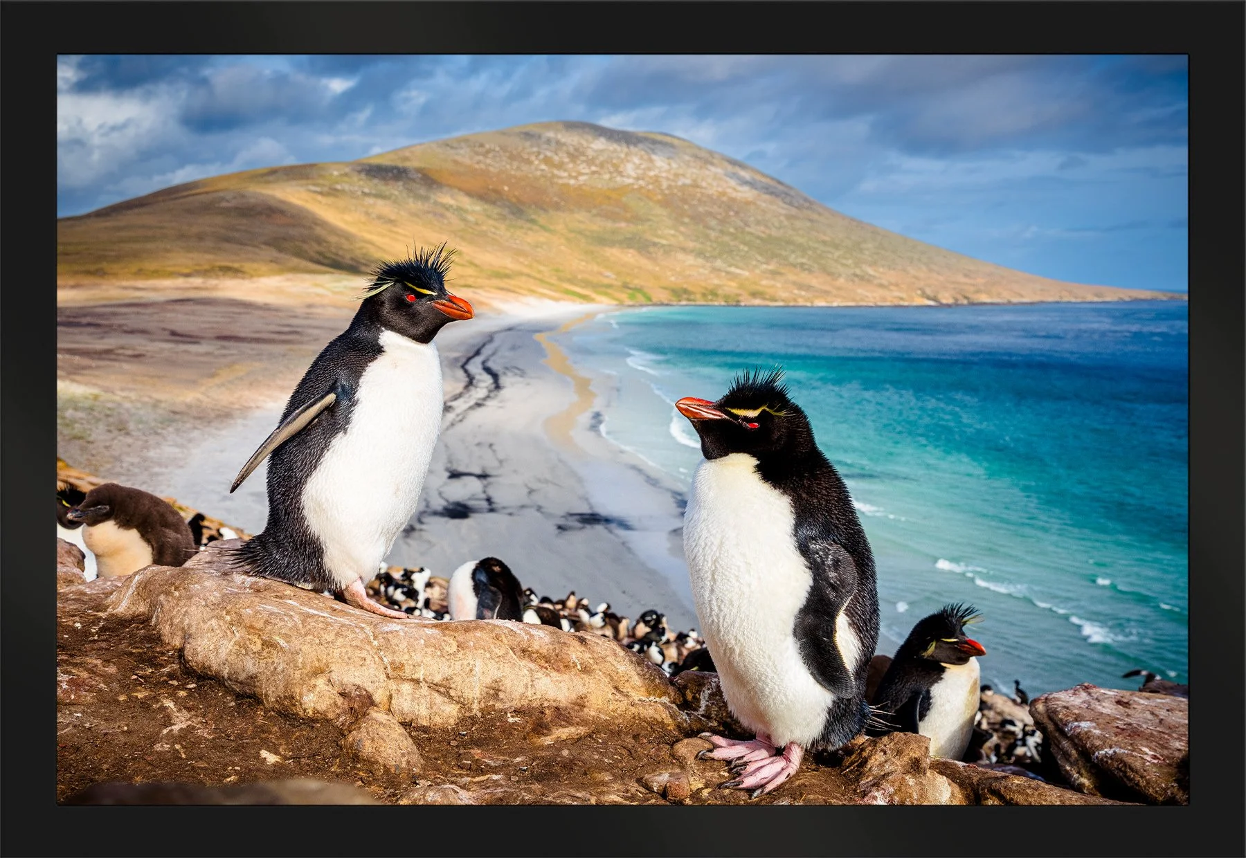 Blake-DeBock-Rockhopper-Colony-Framed-Matte-Black-1800x.jpg