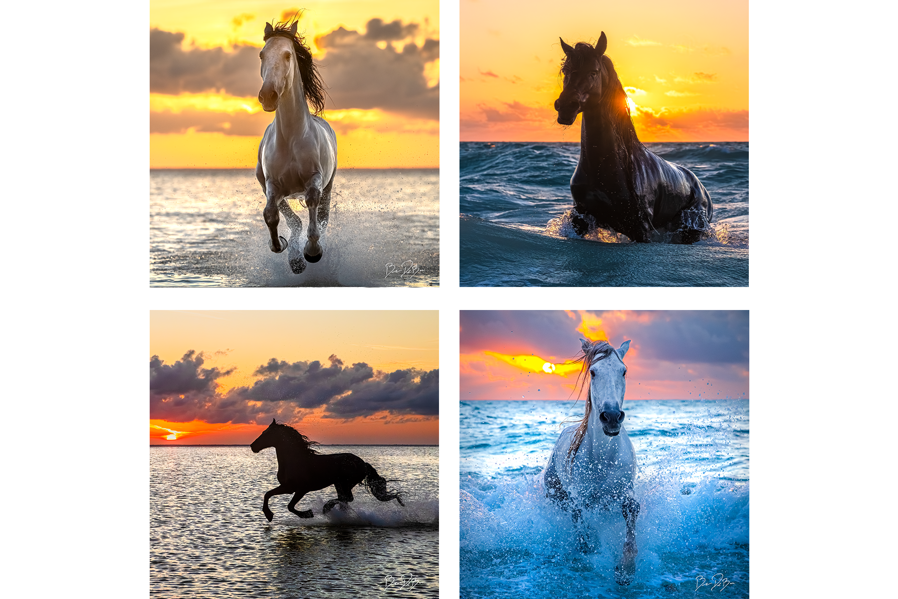 STALLIONS OF THE SEA - 12x12 PACK