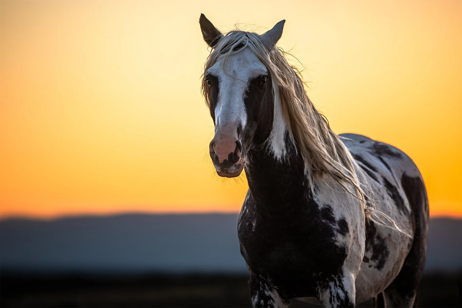 THE STALLION – THOR