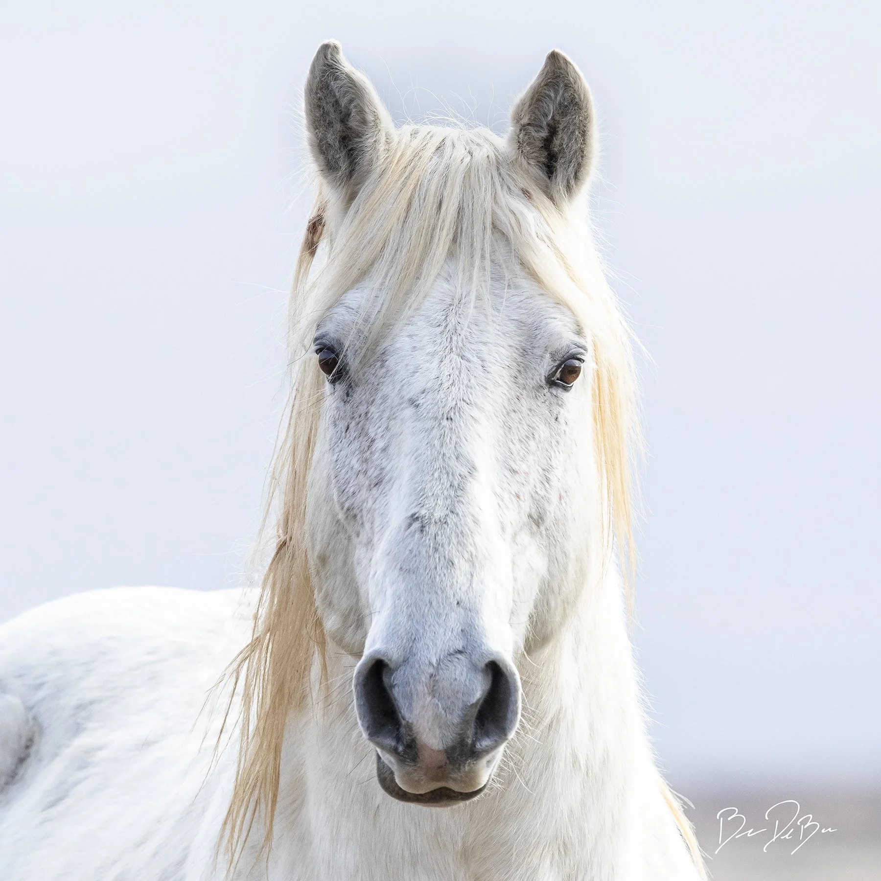 DeBock-White-Horse-12x12_web.jpg