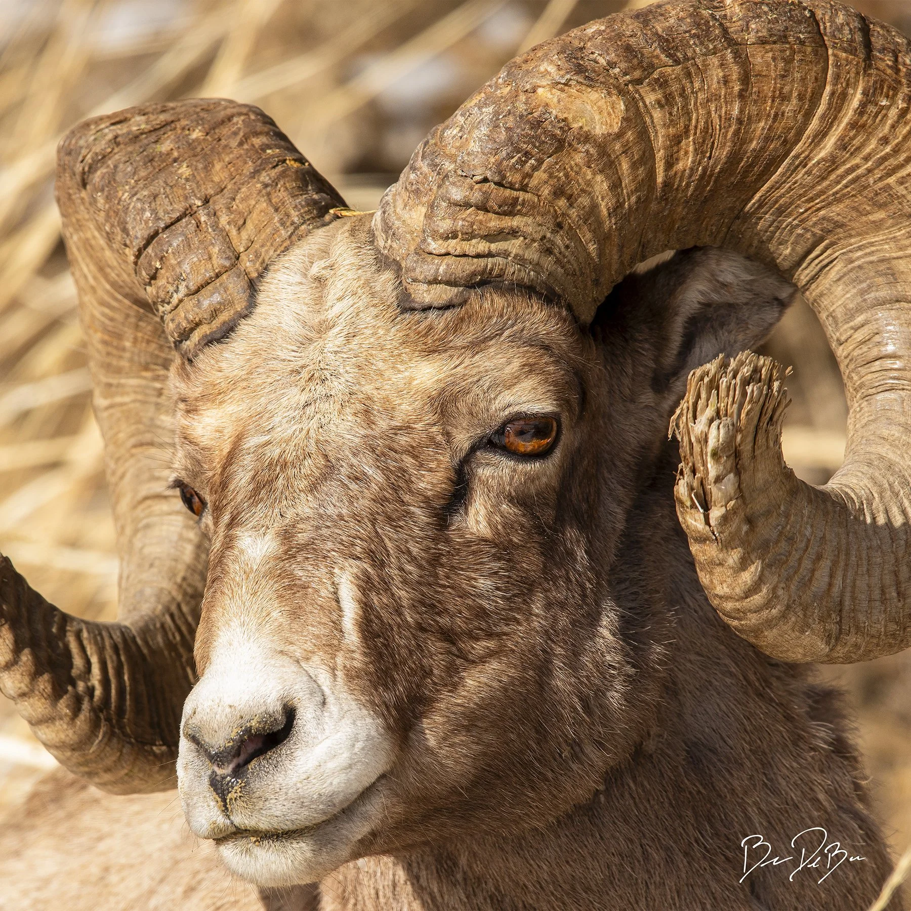 DeBock-Bighorn-Sheep-12x12_web.jpg