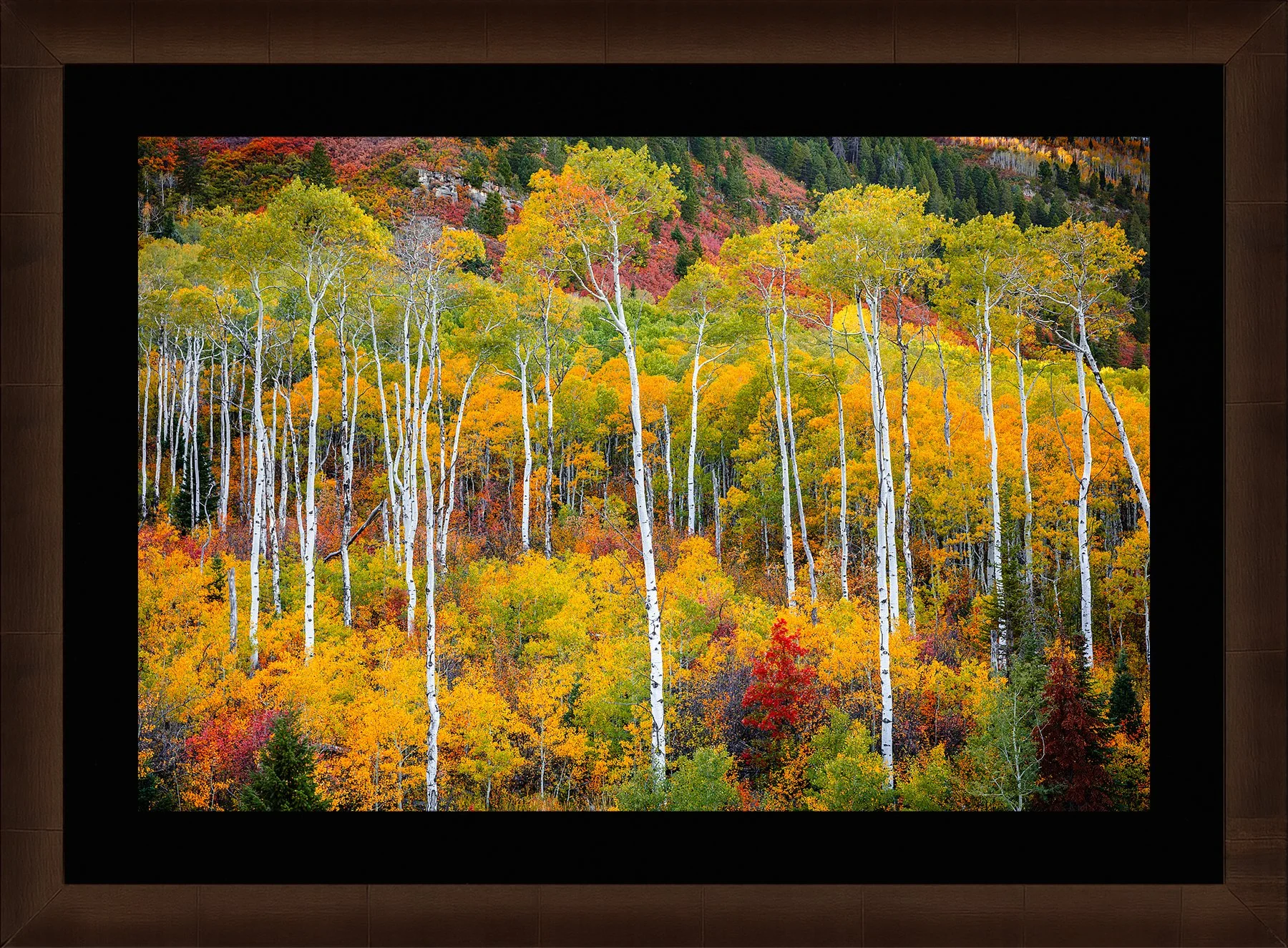 Blake-DeBock-Colorful-Colorado_web-Framed-Sequoia-Blk-Liner_web.jpg