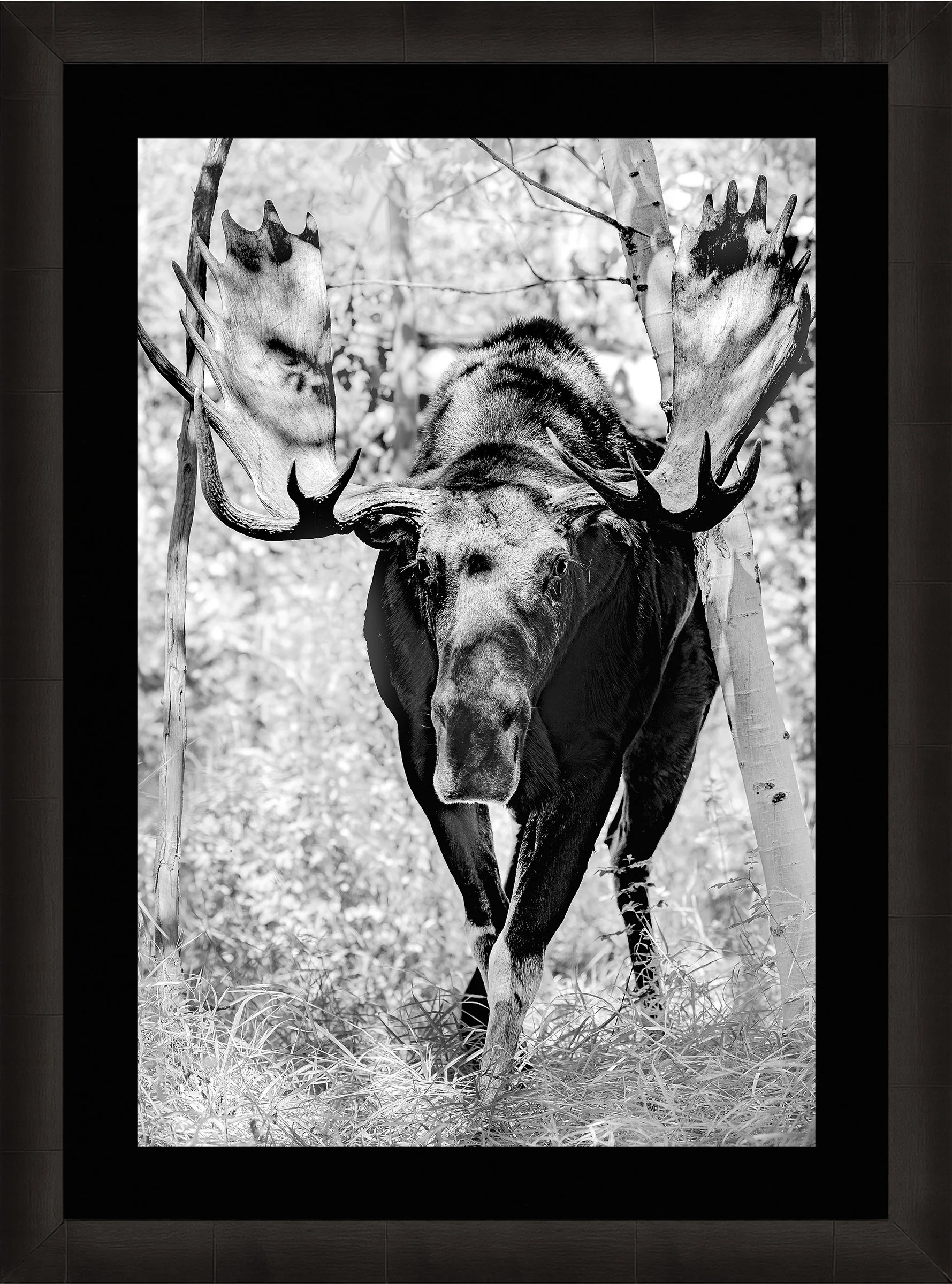 Blake-DeBock-King-of-the-Aspens_web-Framed-Summit-Ash-Blk-Liner_web.jpg