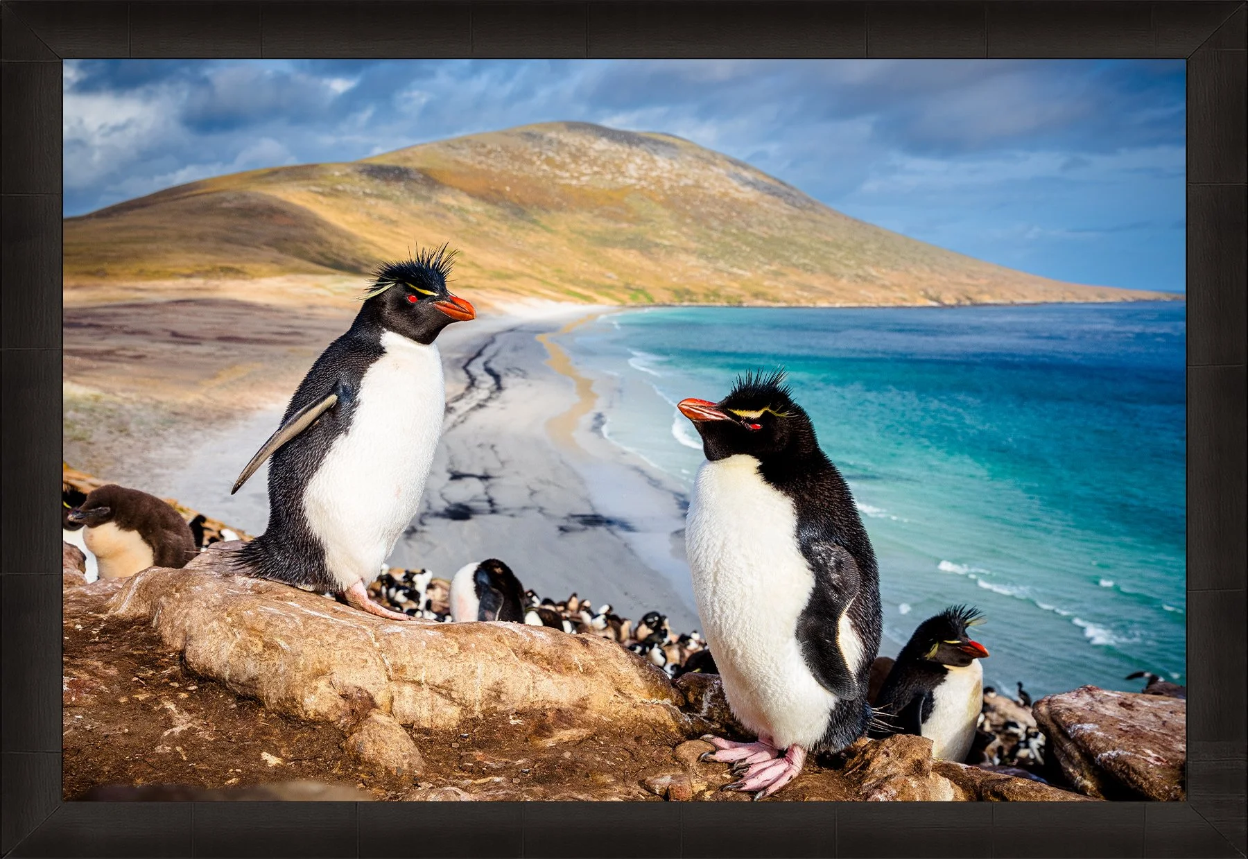 Blake-DeBock-Rockhopper-Colony-Framed-Summit-Ash-1800x.jpg