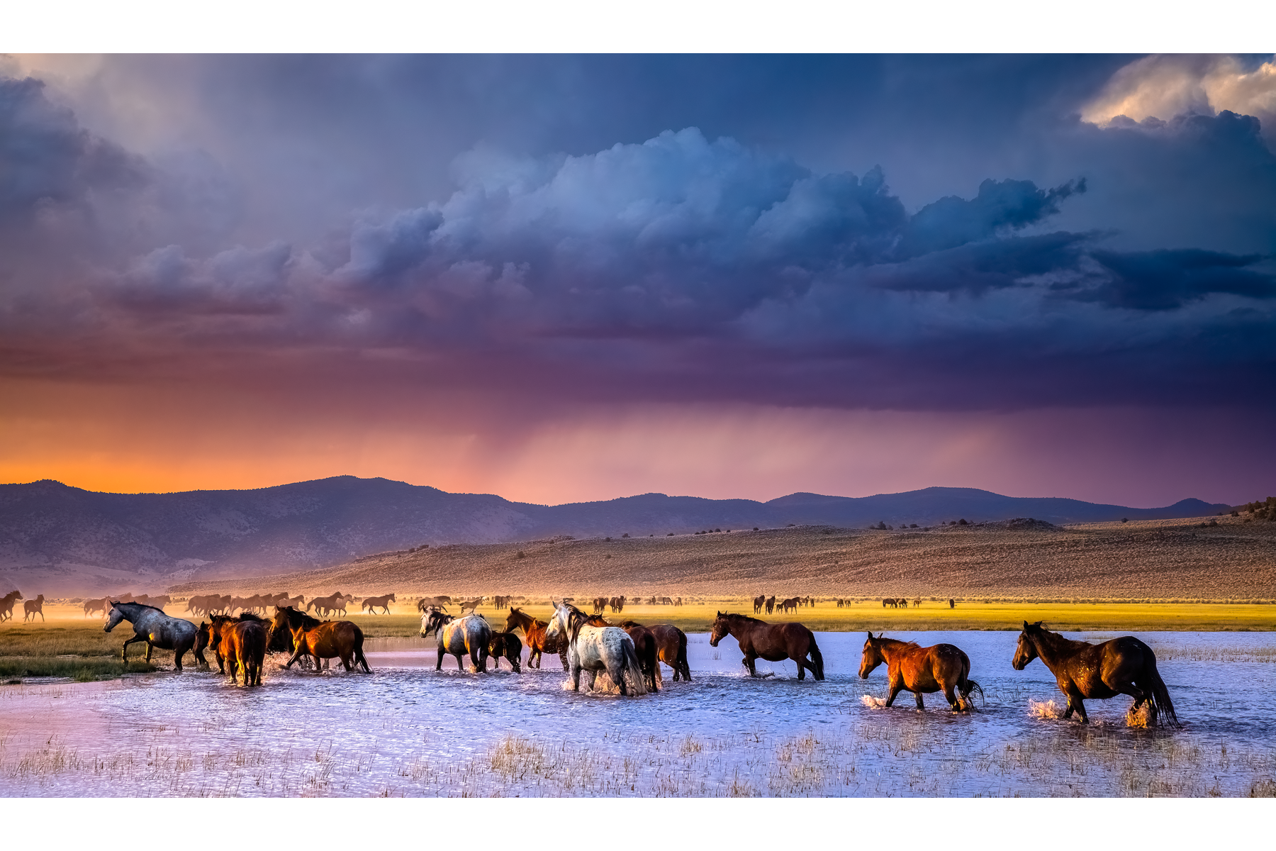 WESTERN DREAMS – COLLECTOR'S RESERVE