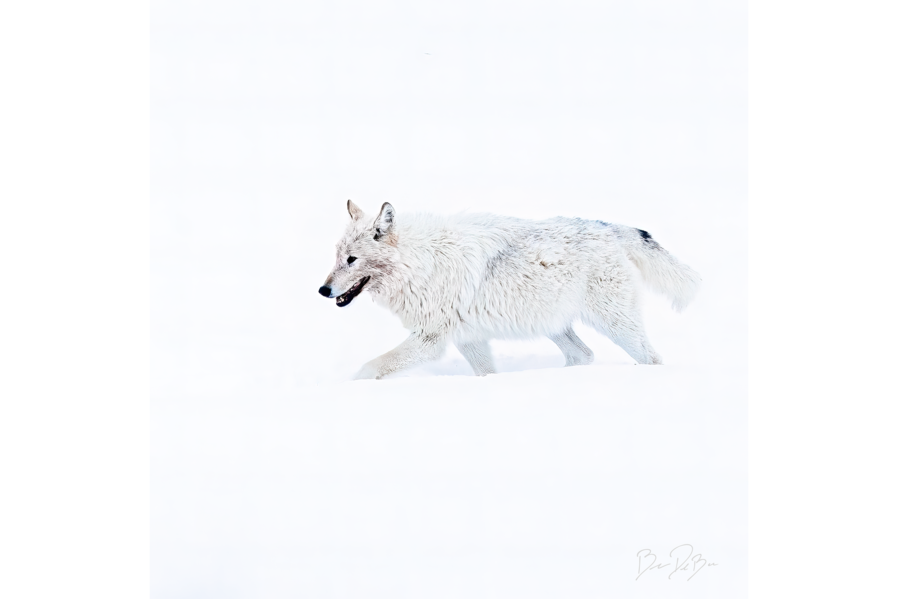 WHITE WOLF