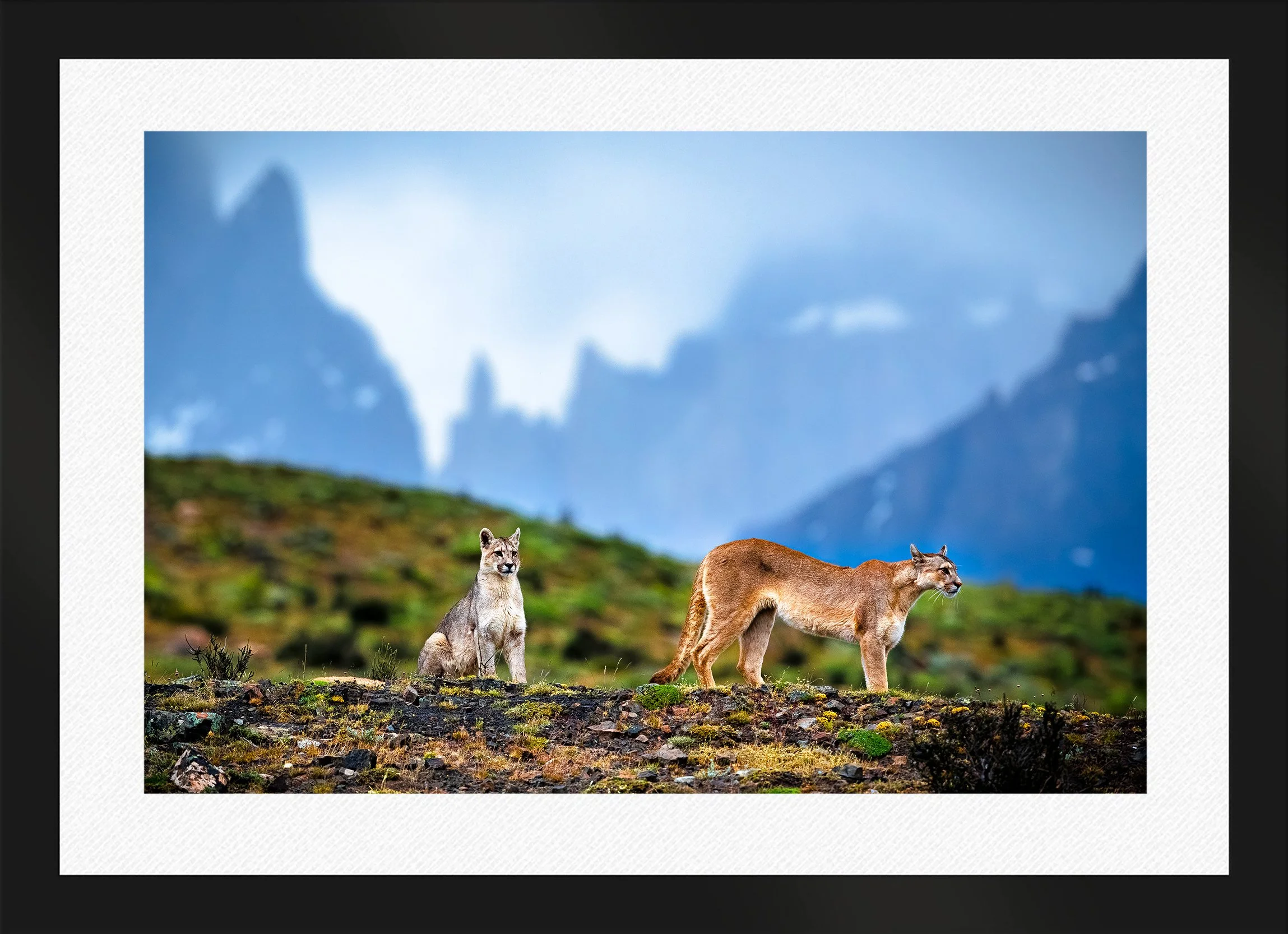 Pumas-in-the-Twilight-Framed-Matte-Black-Wht-Liner.jpg
