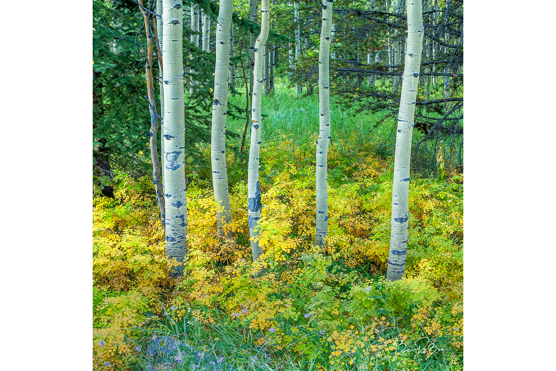 DeBock-Aspen-Meadow-12x12.png