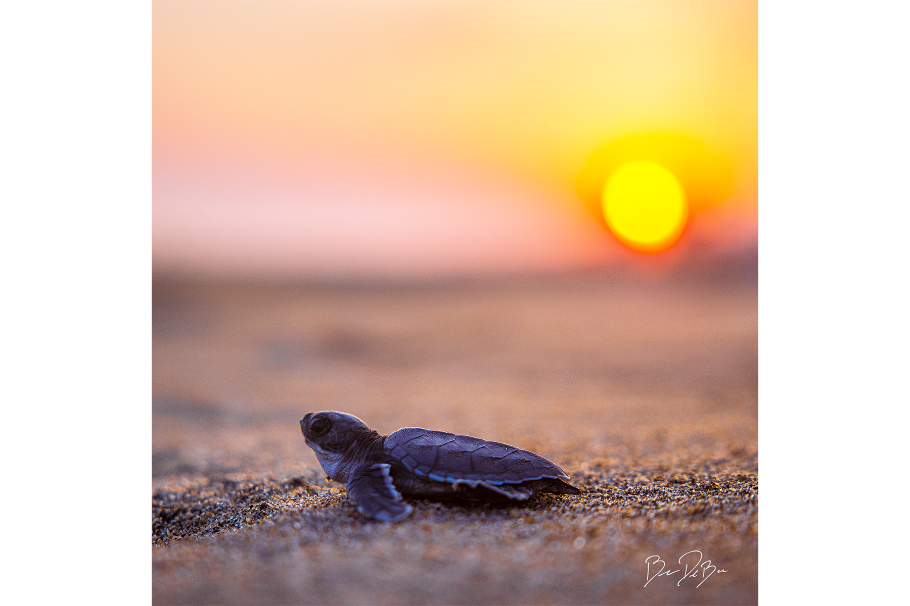 DeBock-Baby-Turtle-12x12-1800x.png