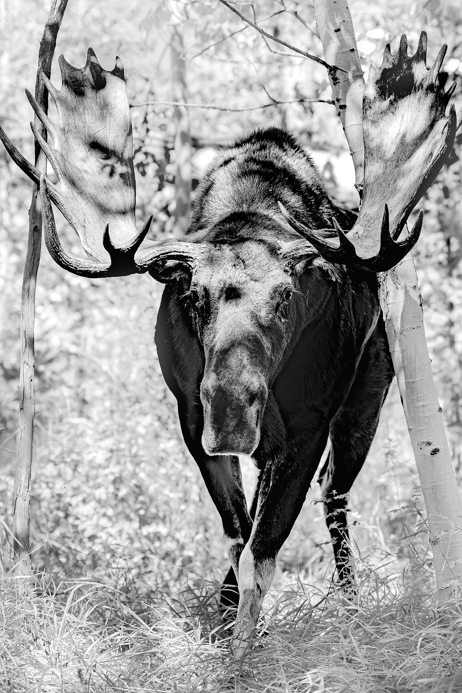 Blake-DeBock-King-of-the-Aspens_web.jpg
