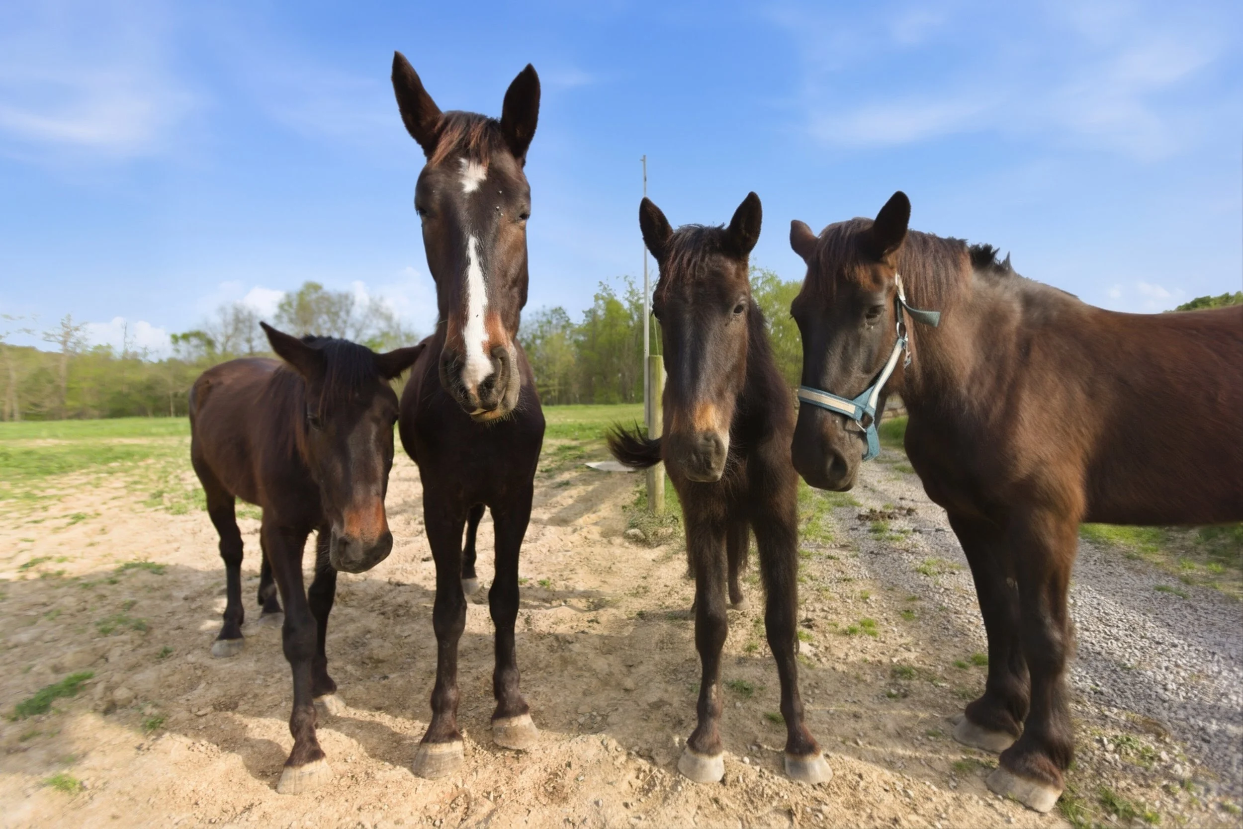 82-print-081Stulltown .jpg