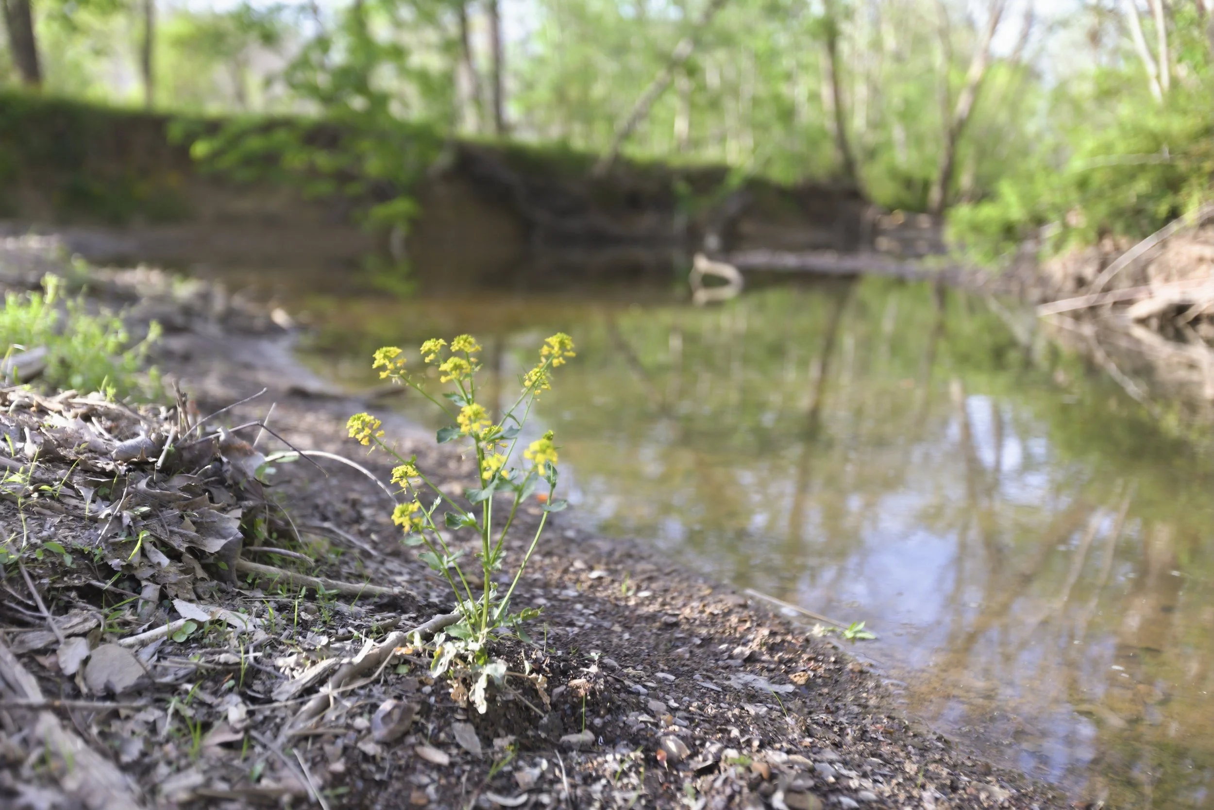 88-print-087Stulltown .jpg