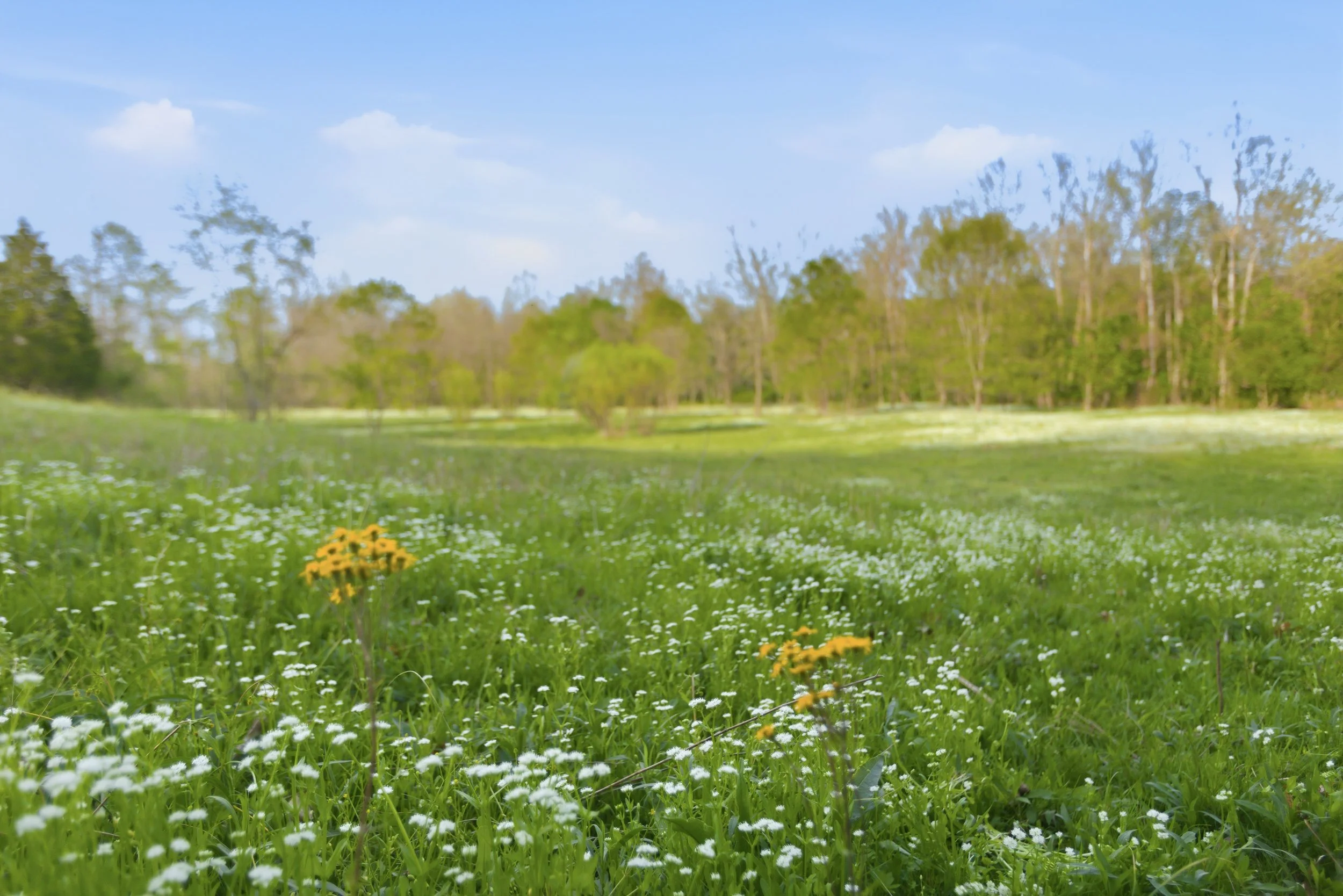 91-print-090Stullton .jpg