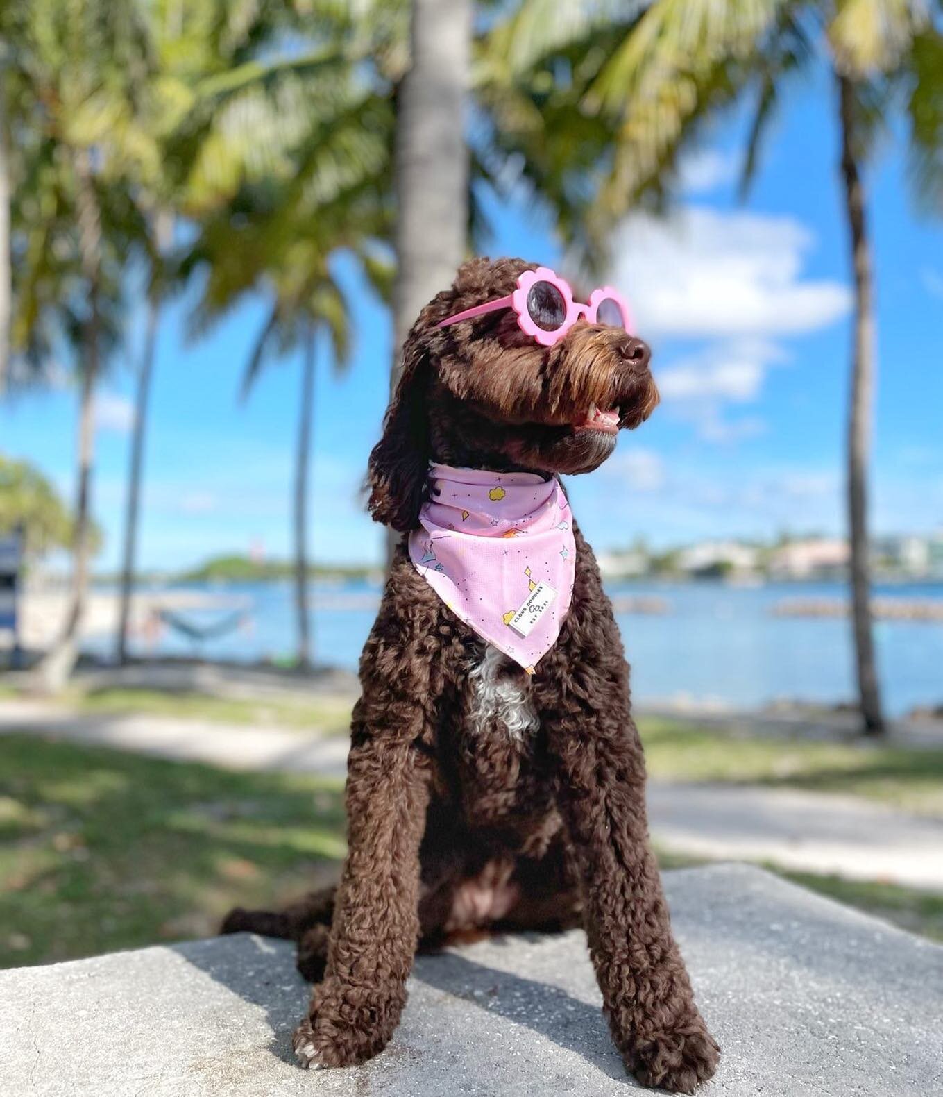 Happy #FashionFriday! May our summer vibes carry throughout the year! 🌴 

@misswinniedoo wearing our pawty in pink bandana is here to remind you to do things that bring you joy 💕 😊 

#clouddoodlessquad 
.
.
.
#palmtrees #miamivibes #dogfashion #fa