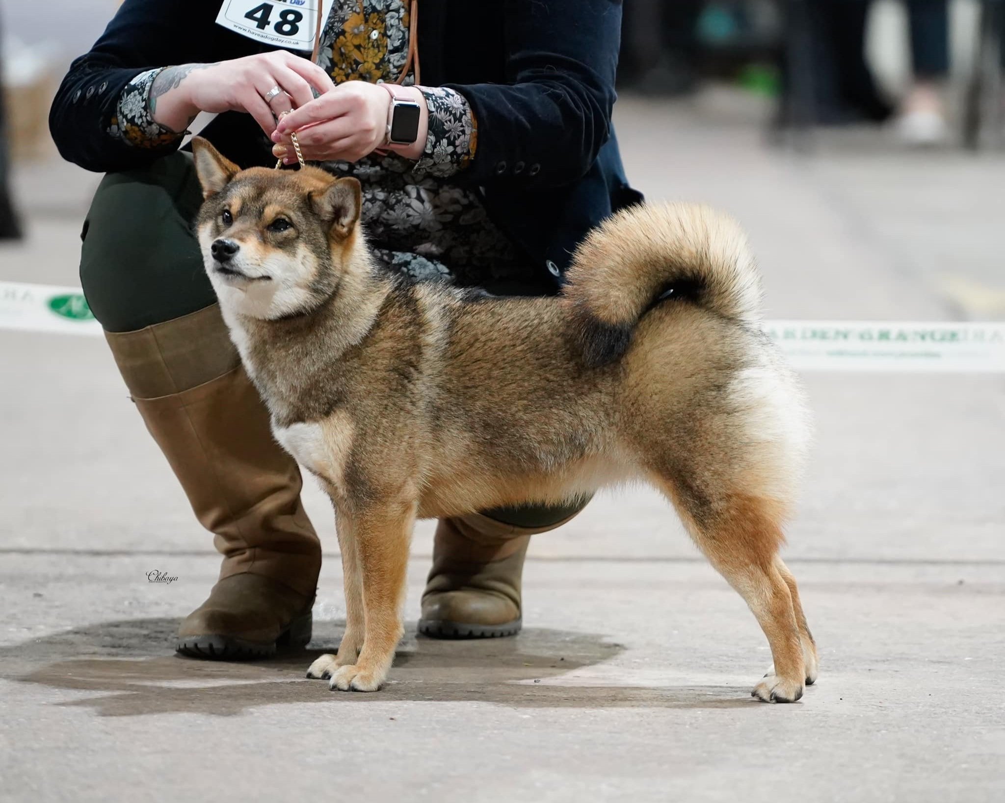 shibaさんその他