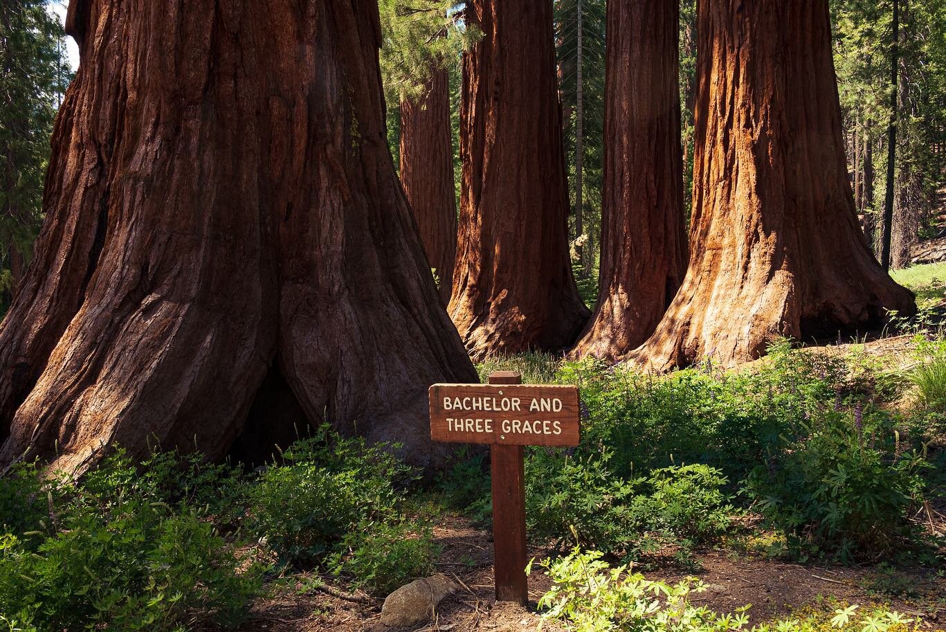 after weeks and weeks of closure dure to the #WashburnFire , it&rsquo;s time to hello again to Mariposa Grove in Yosemite!!🎊🎉 

the parks biggest sequoia grove will be enjoyed again by many, including the groups that Bob &amp; I lead through the pa