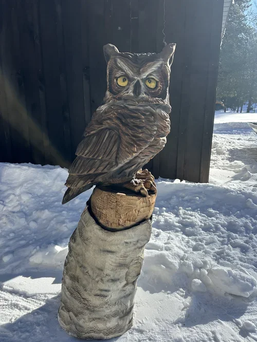 Bird.webp
