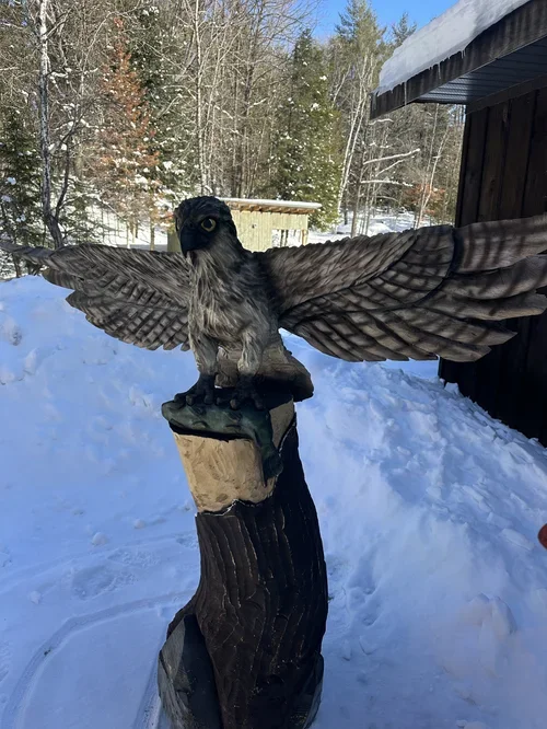 Bird 1.webp