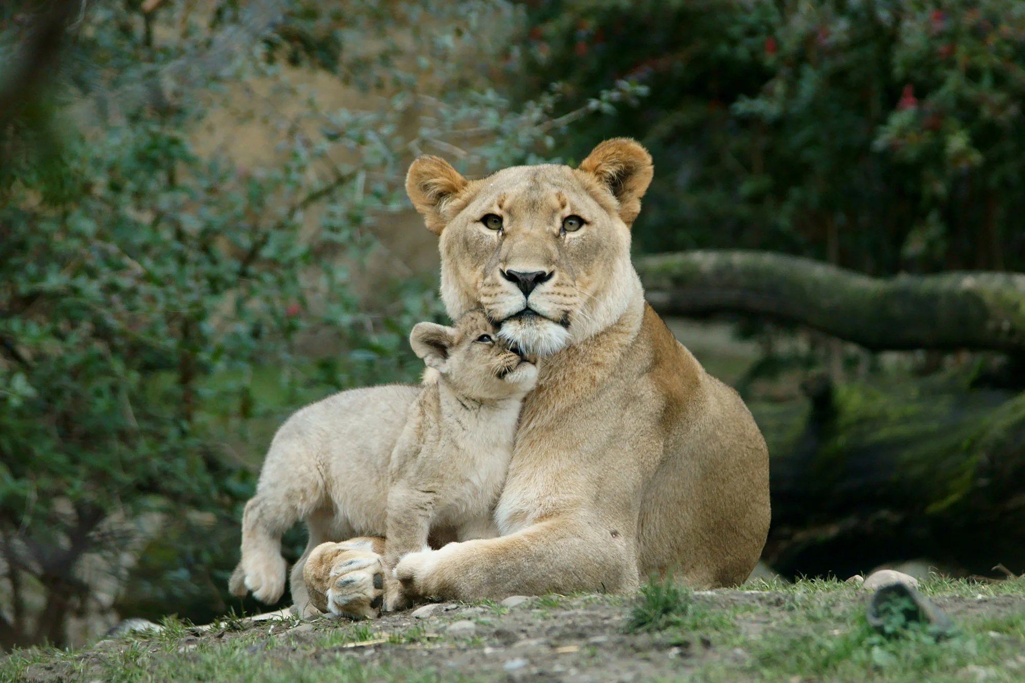 A lioness and a lion cub lying on the ground in a natural forest setting.
