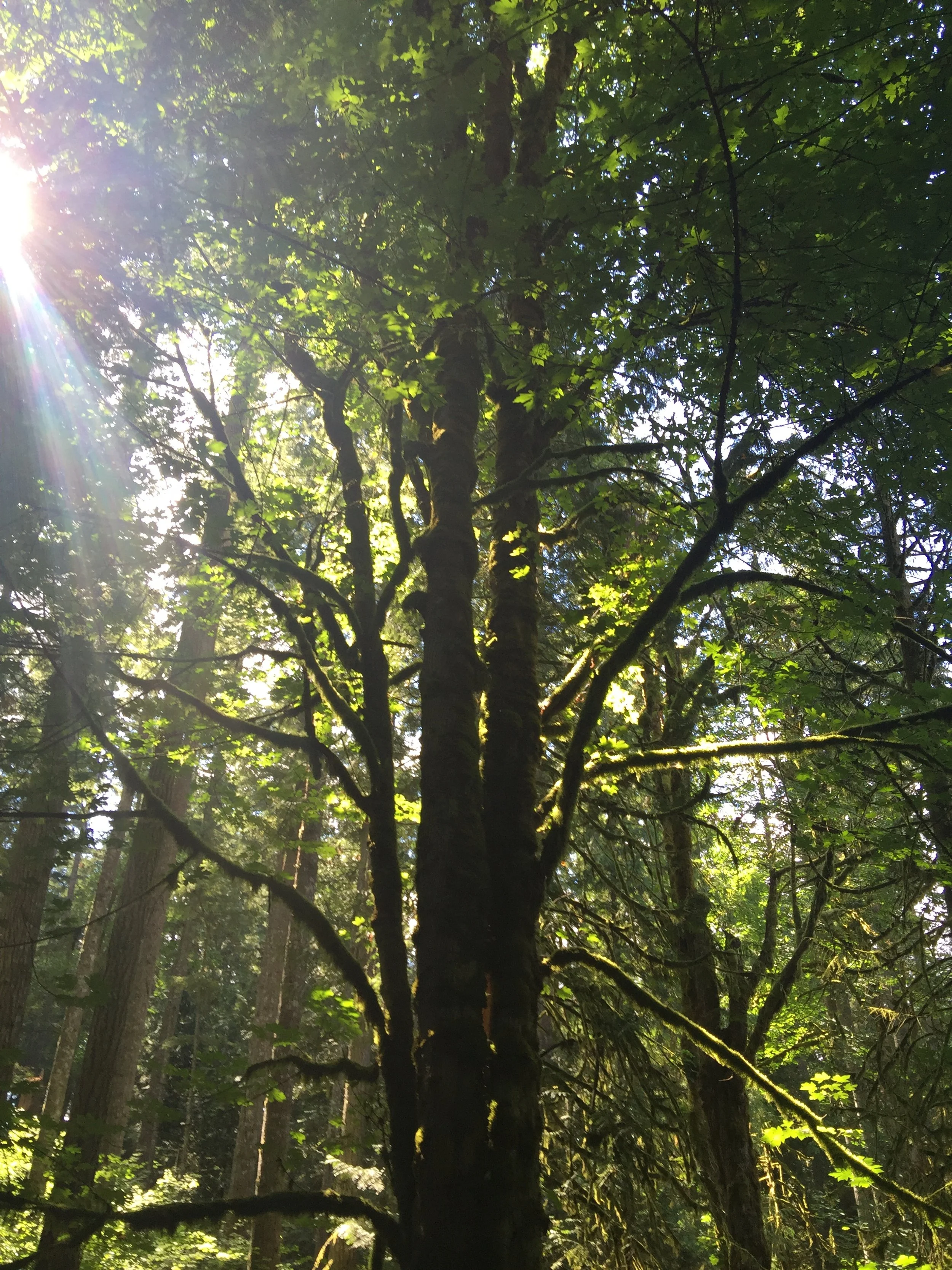 The Secret Language of Trees: A Lesson in Communication