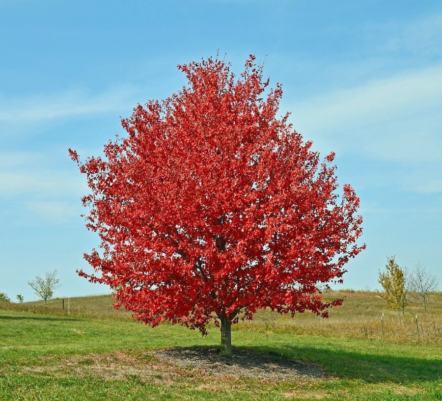 Arbre indigène