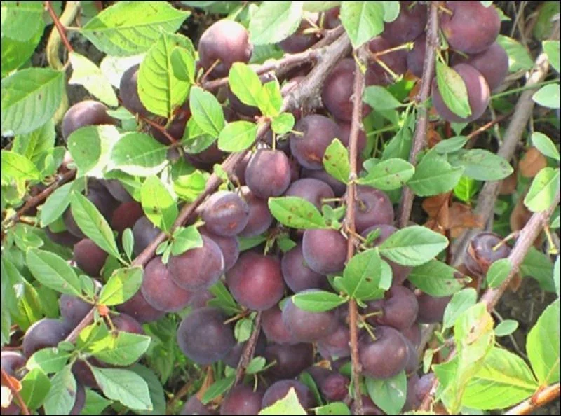 Arbre fruitier
