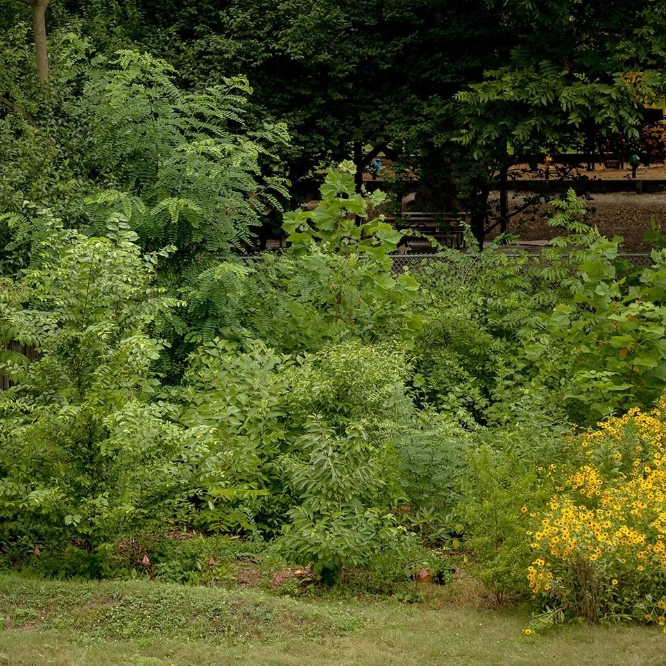 Bosquet forestier