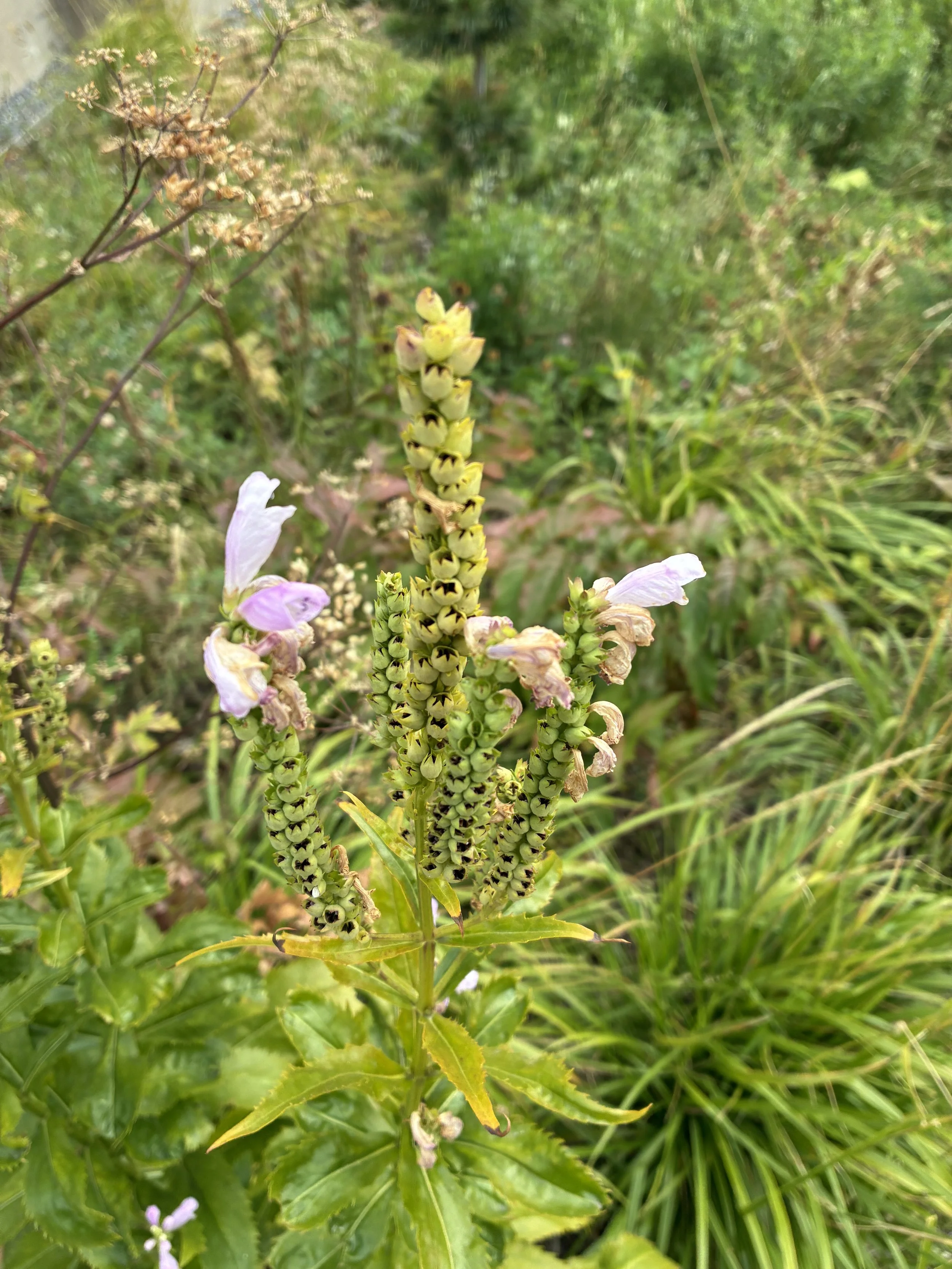 IMG_0268.jpeg