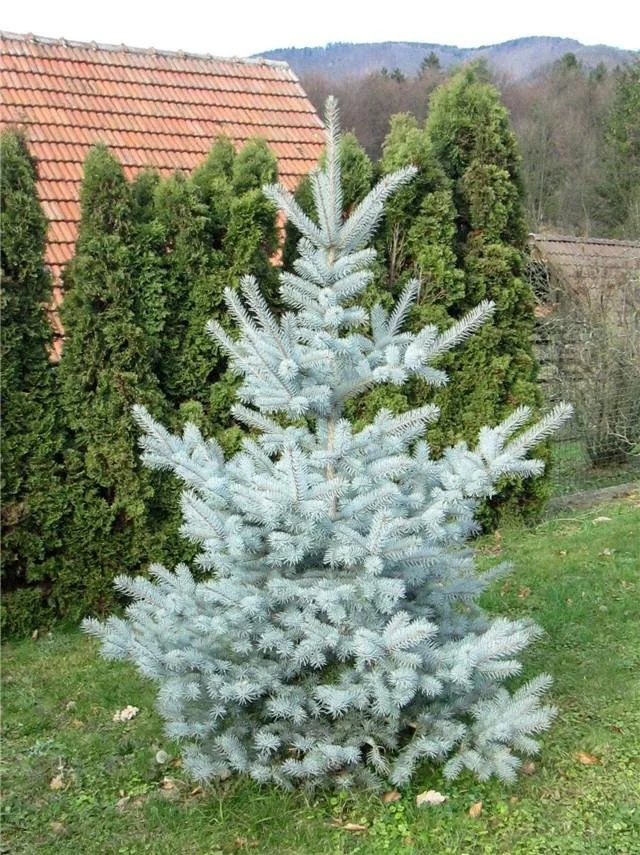21070823a-picea_pungens_edith-oaktree-nurseries.jpg
