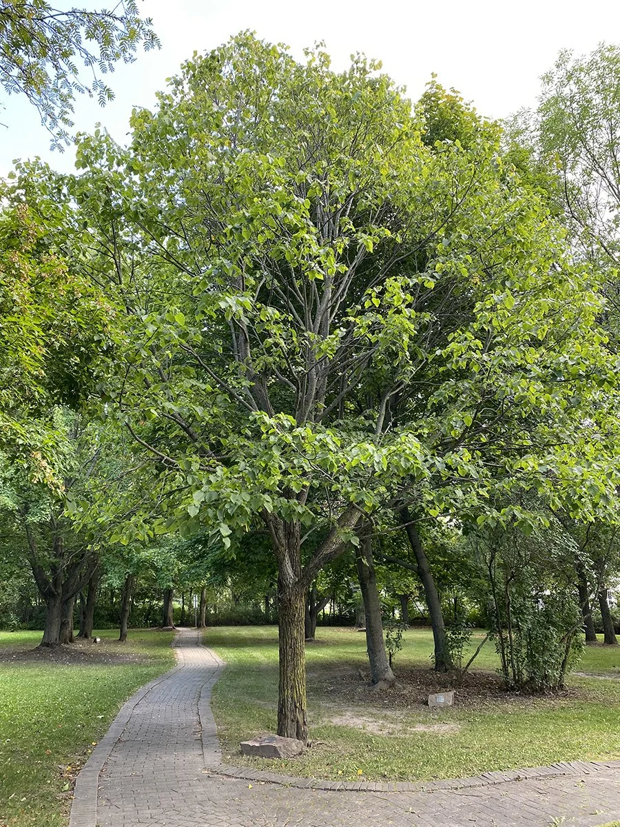 mnrf-srb-basswood-tree-900x1200-2023-05-15.jpg