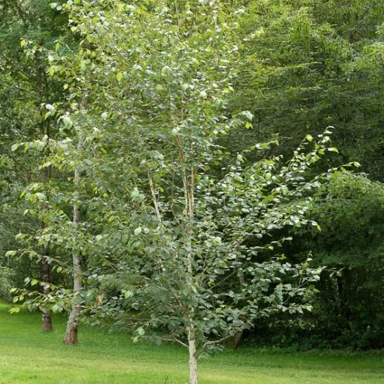 Bouleau-Arbre-dornement-Pepiniere-Ferriere-Fleurs.jpg