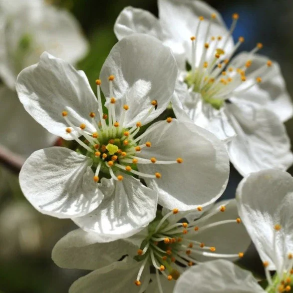 Arbre_Cerisiermontmorency_82319961-d347-4b05-bacd-0ecb077c99ef.webp