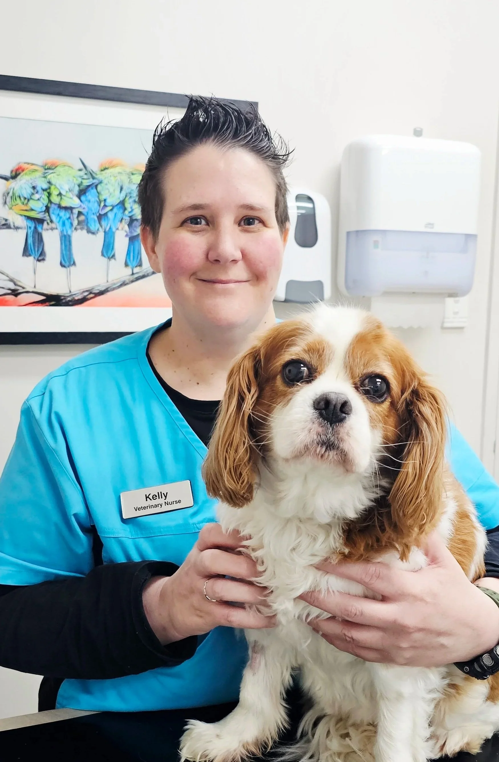 A smiling woman in a blue veterinary nurse uniform holding a Cavalier King Charles Spaniel dog in a veterinary clinic.
