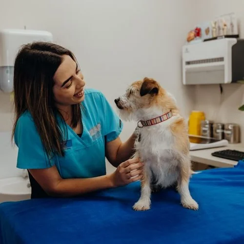 Welcome to Challenger Vet Hospital