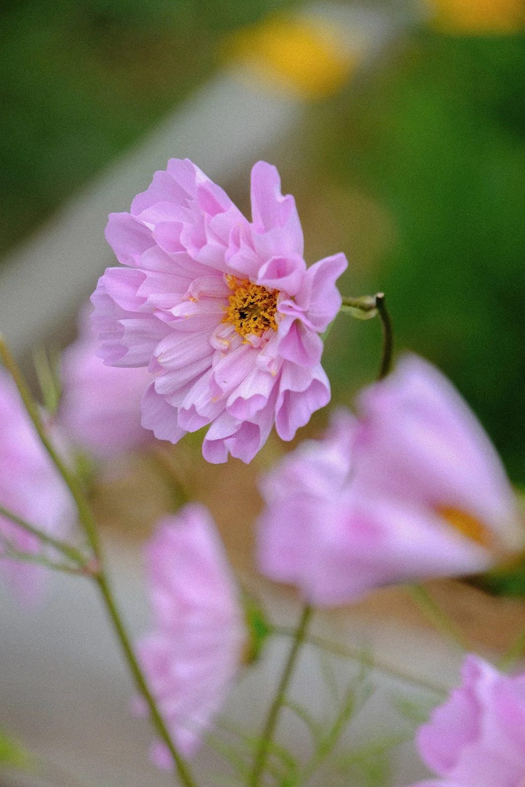 Emma Lavelle for El Naz 38.jpg