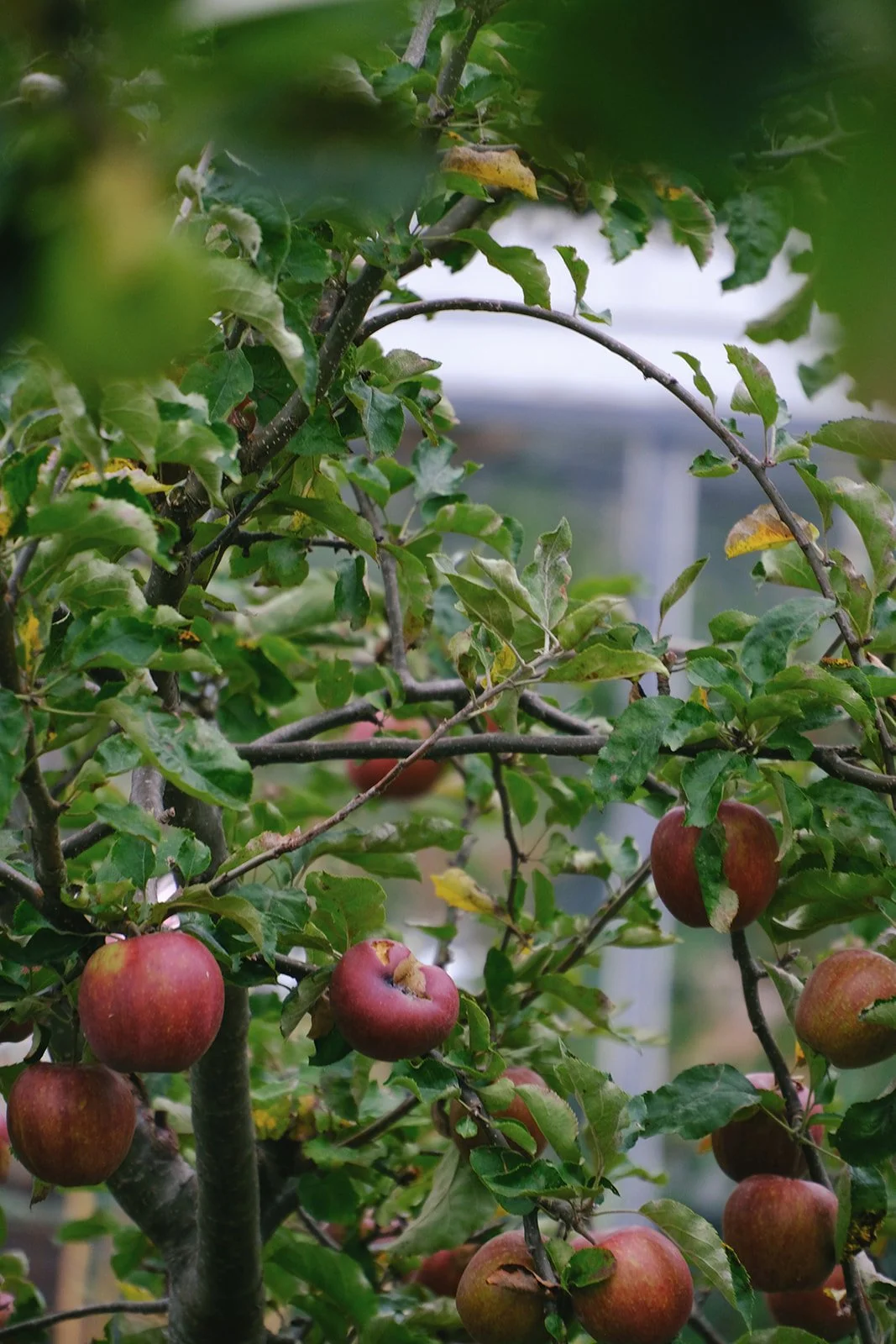 Emma Lavelle for El Naz 53.jpg